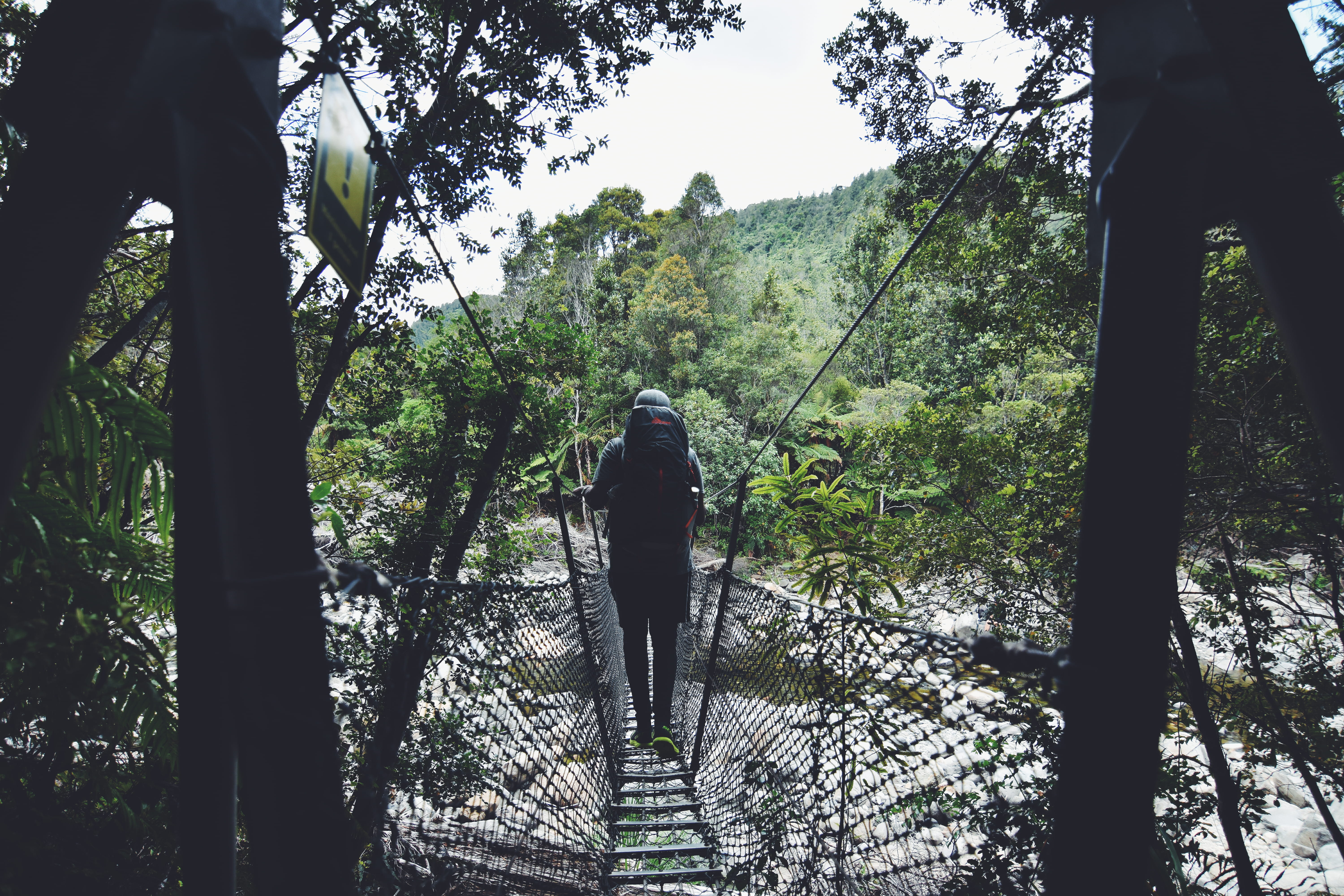 real people, leisure activity, 5K, nz, one person, swing bridge, forest walk, full length, tree trunk, nature, rear view, beauty in nature, thames, day, HD Wallpaper