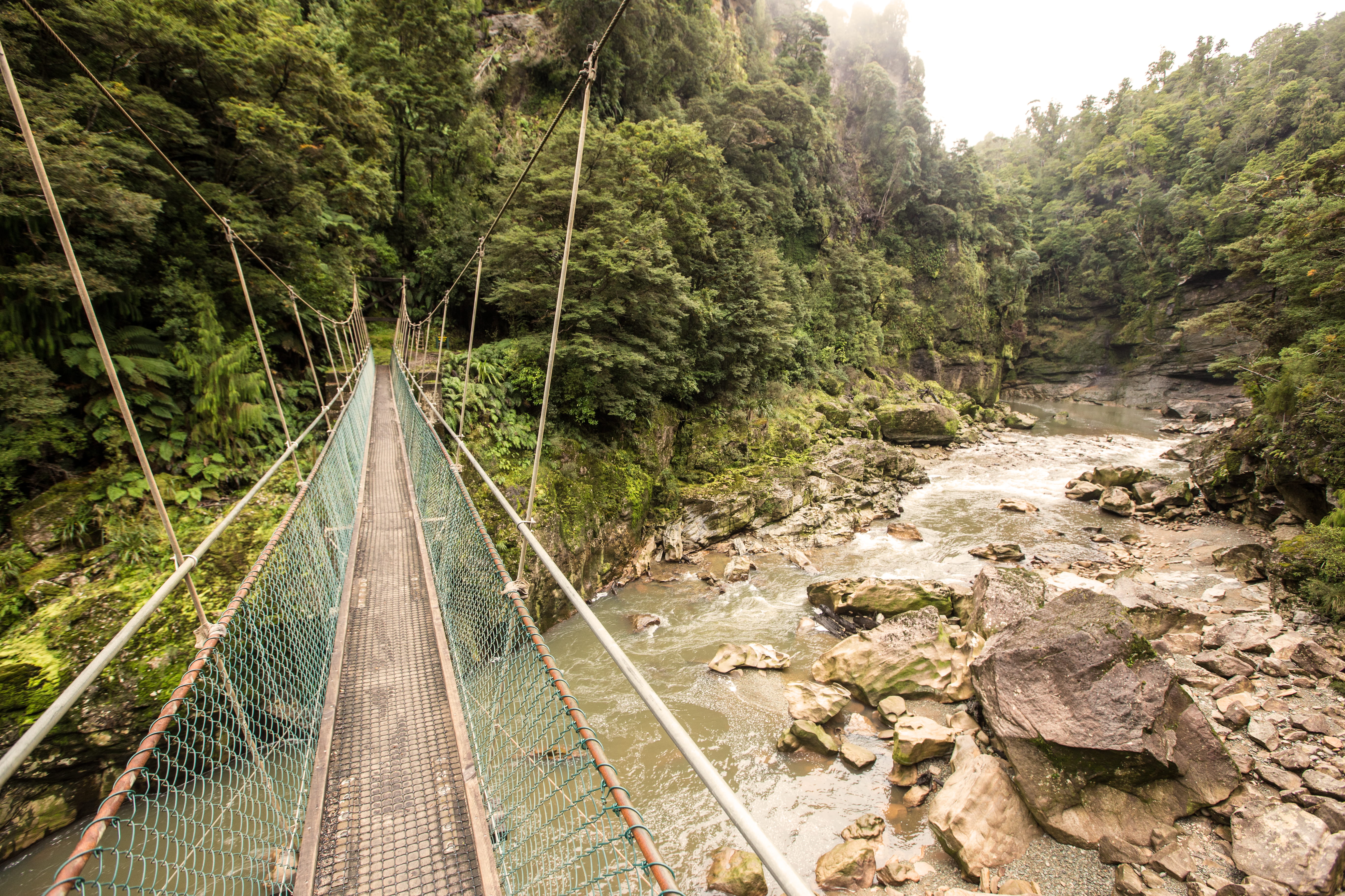 plant, tranquil scene, bridge - man made structure, forest, growth, day, no people, 5K, long, tree, rope bridge, track, diminishing perspective, direction, HD Wallpaper