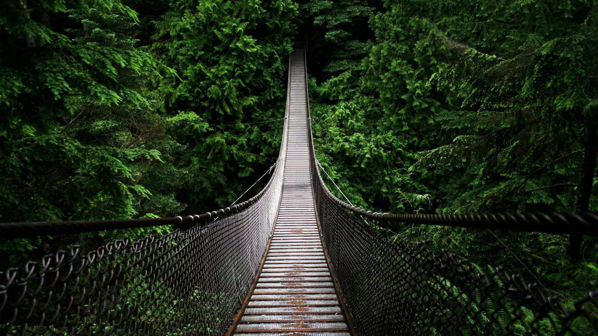 bridge, rainforest, 1080P, black, hd, hanging, rope, steel, wood, HD Wallpaper