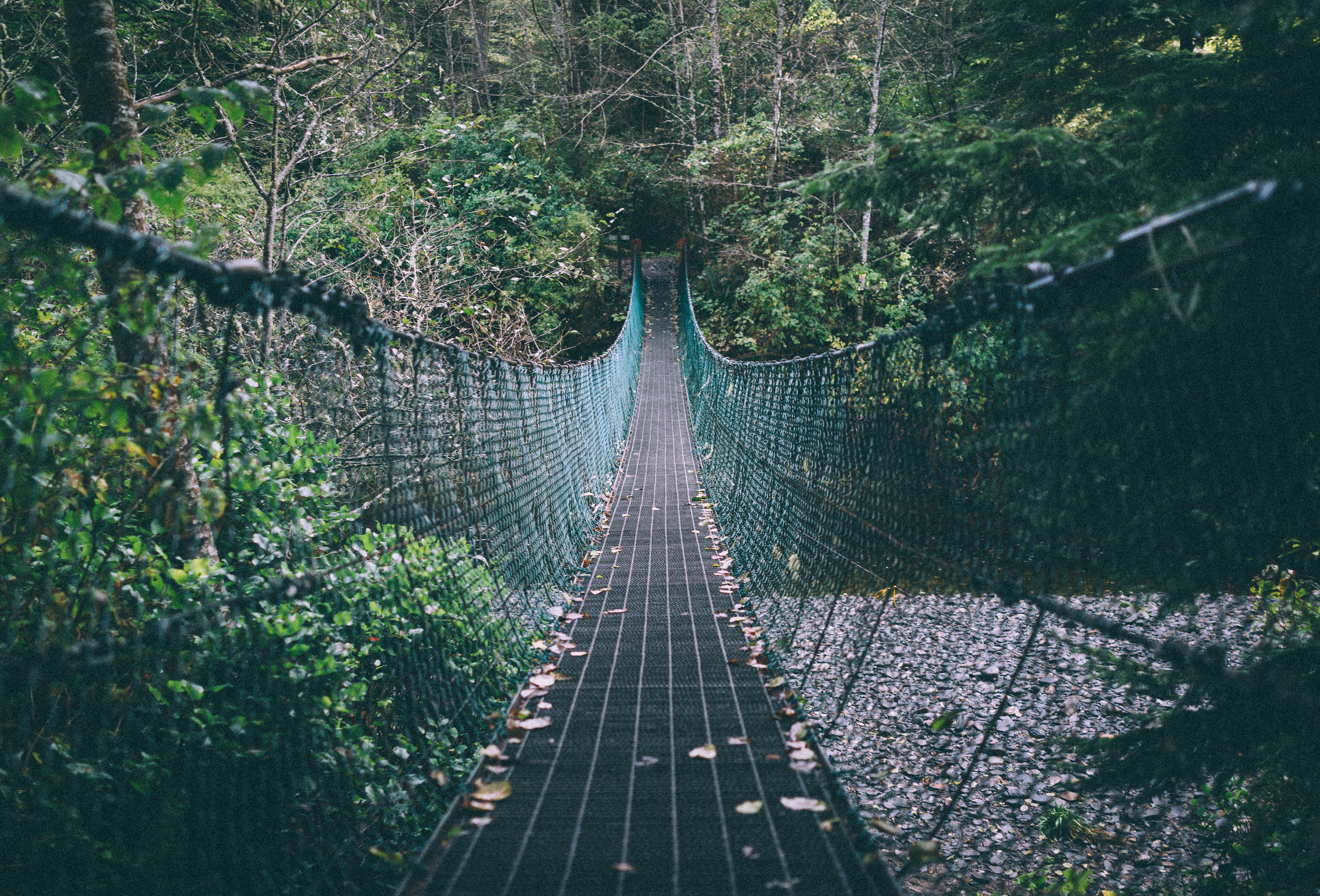 5K, trees, suspension bridge, forest, rope, HD Wallpaper