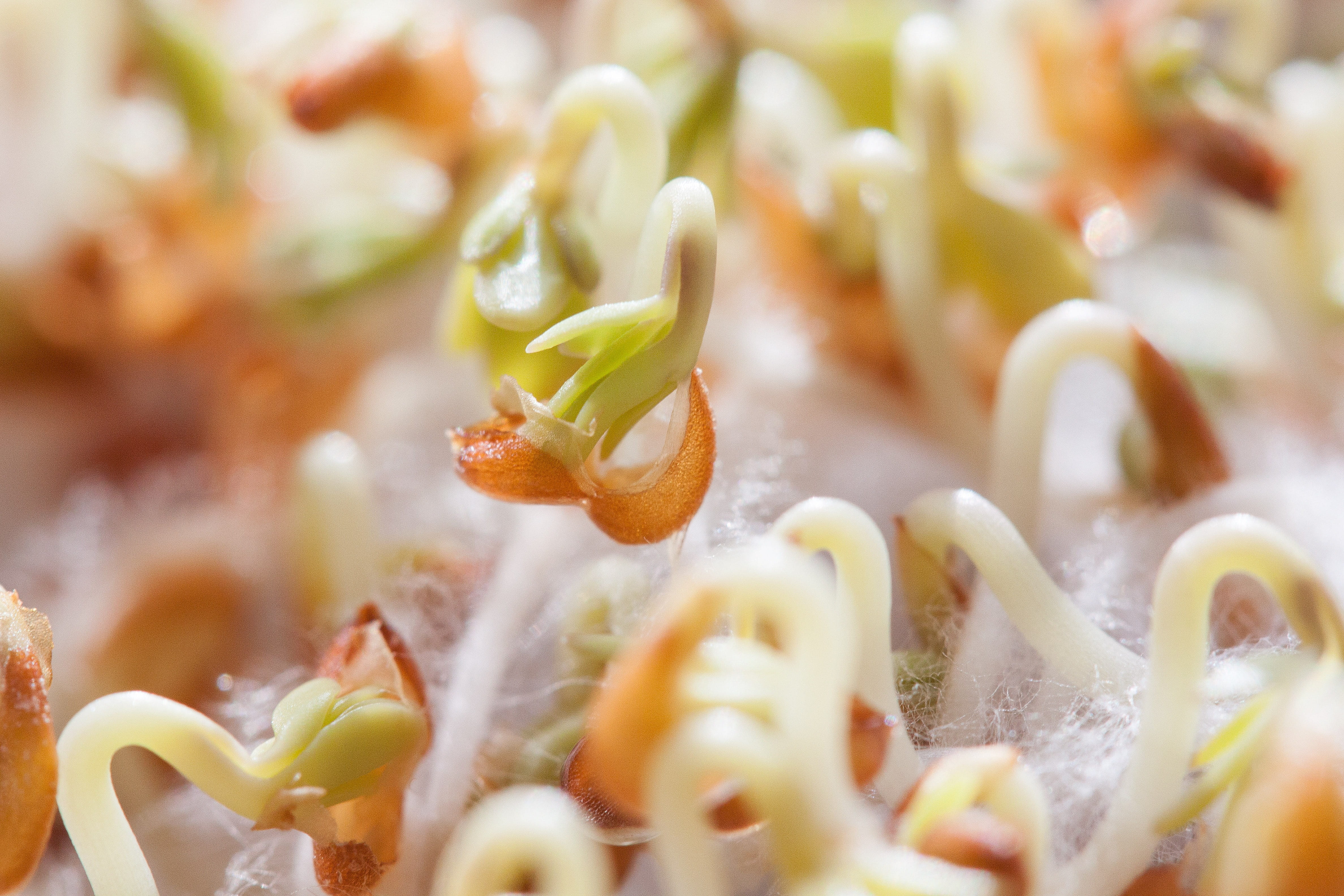 growth, pasta, naturkost, macro, indoors, full frame, temptation, healthy eating, curved s shaped, white, root system, chinese food, flower, delicious, HD Wallpaper
