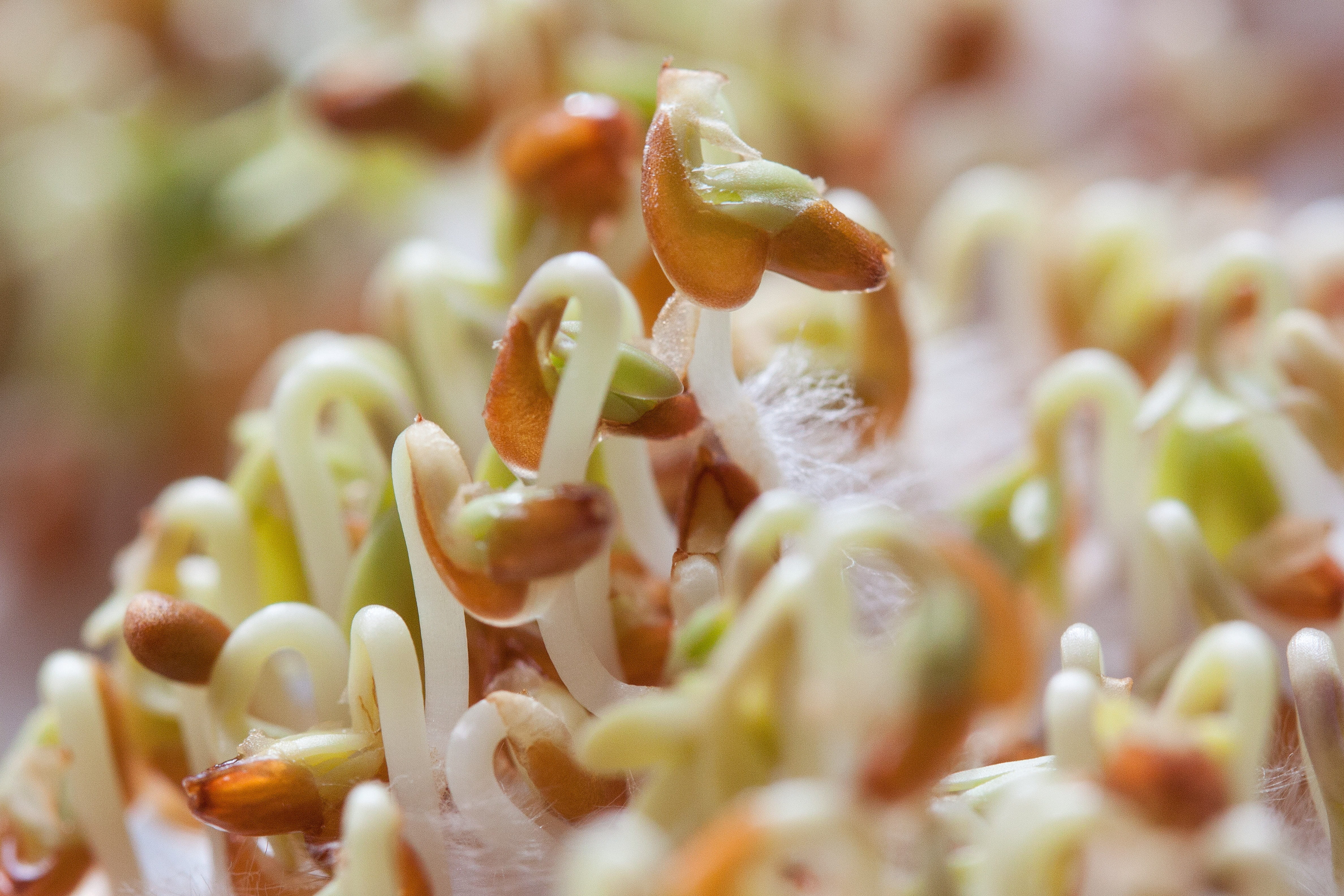 backgrounds, naturkost, delicious, plant, cress, growth, close, nutritious, tender, white, nature, full frame, germ leaves, food, green, light brown, radicula, HD Wallpaper
