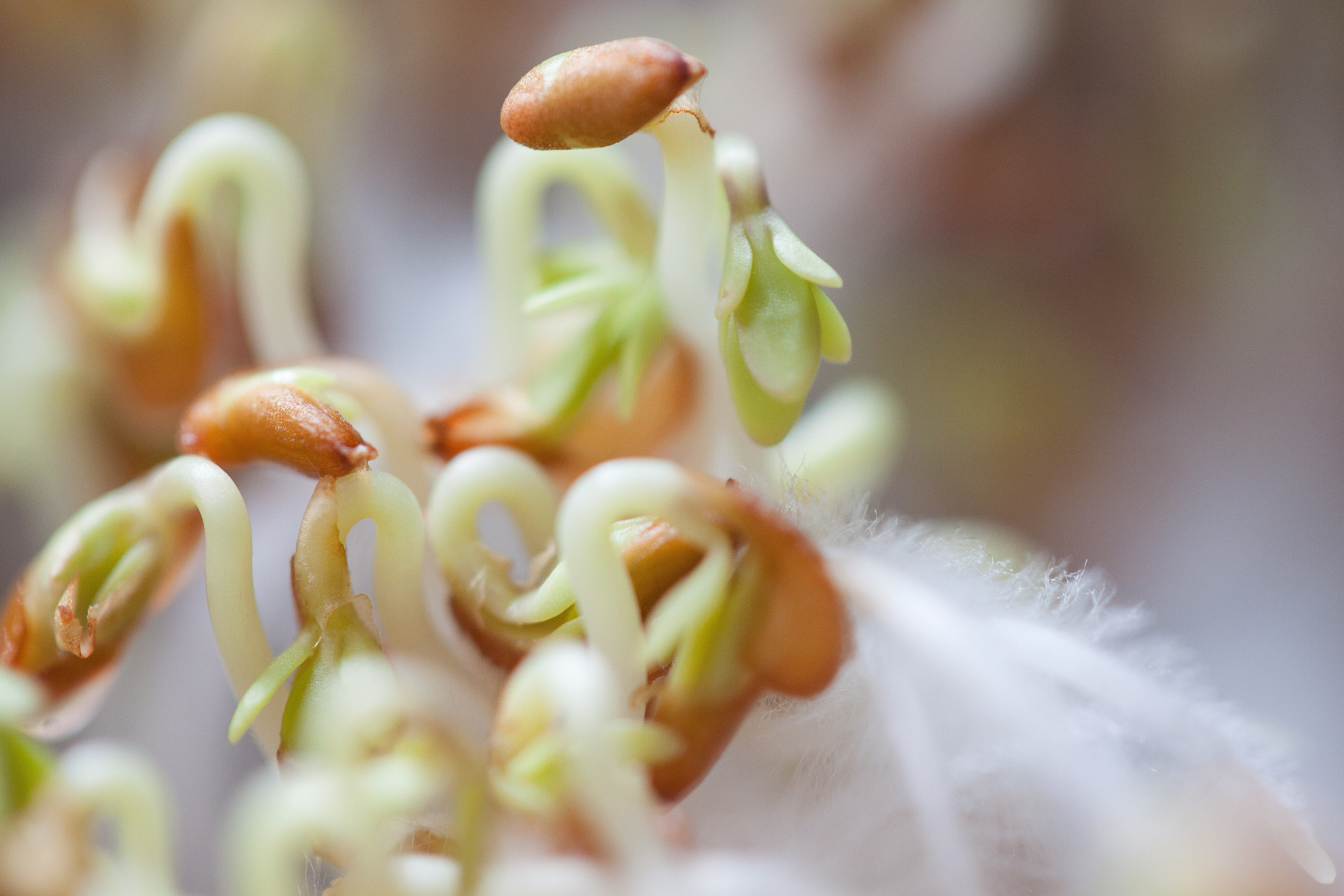 petal, plant, bio, softness, sprouting section, close-up, curved s shaped, no people, flower, inflorescence, light brown, botany, soft focus, selective focus, HD Wallpaper
