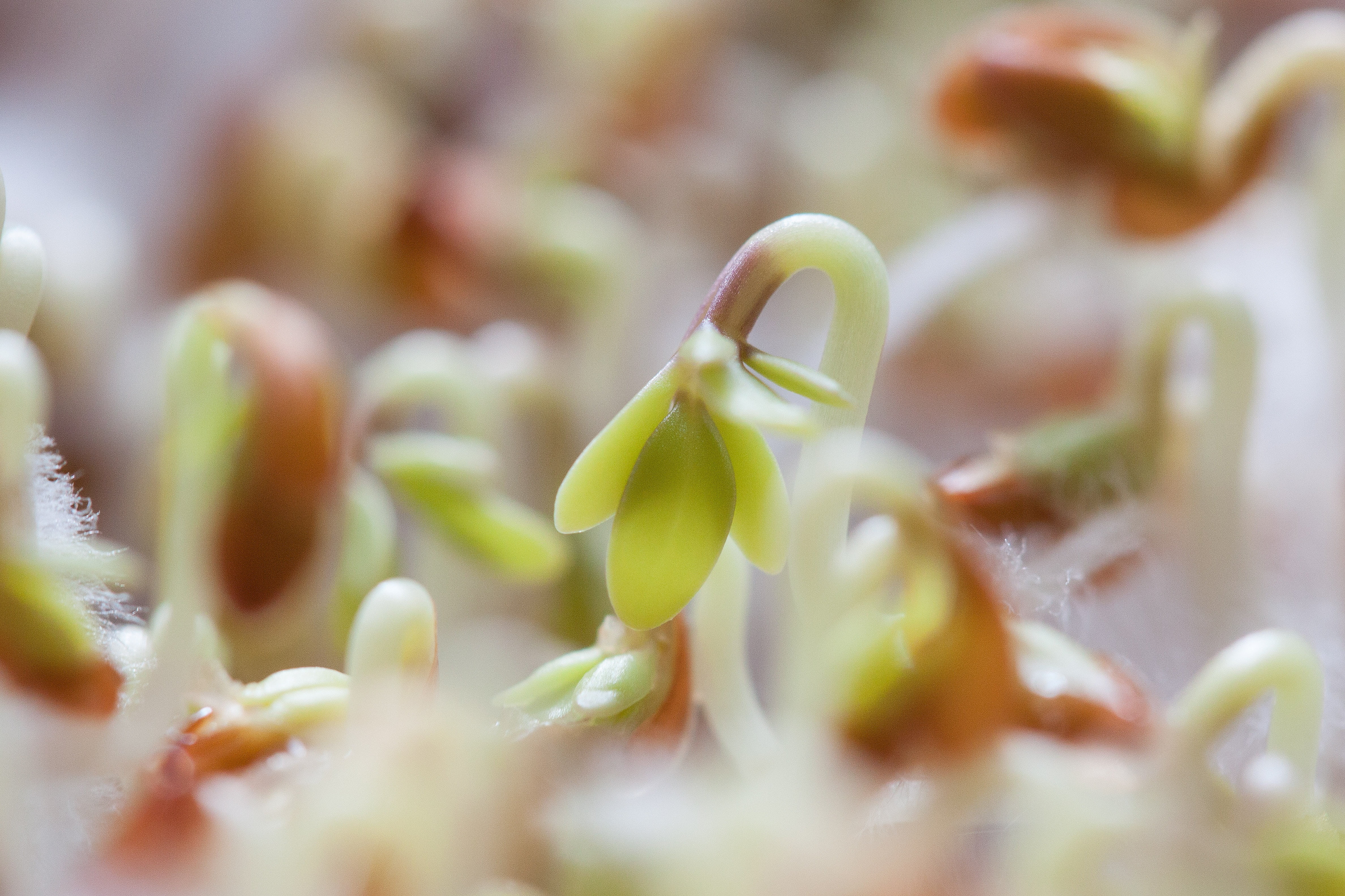 nutritious, no people, food and drink, freshness, bio, embryophyta, plant, close-up, delicious, day, beauty in nature, selective, extreme close-up, green, HD Wallpaper