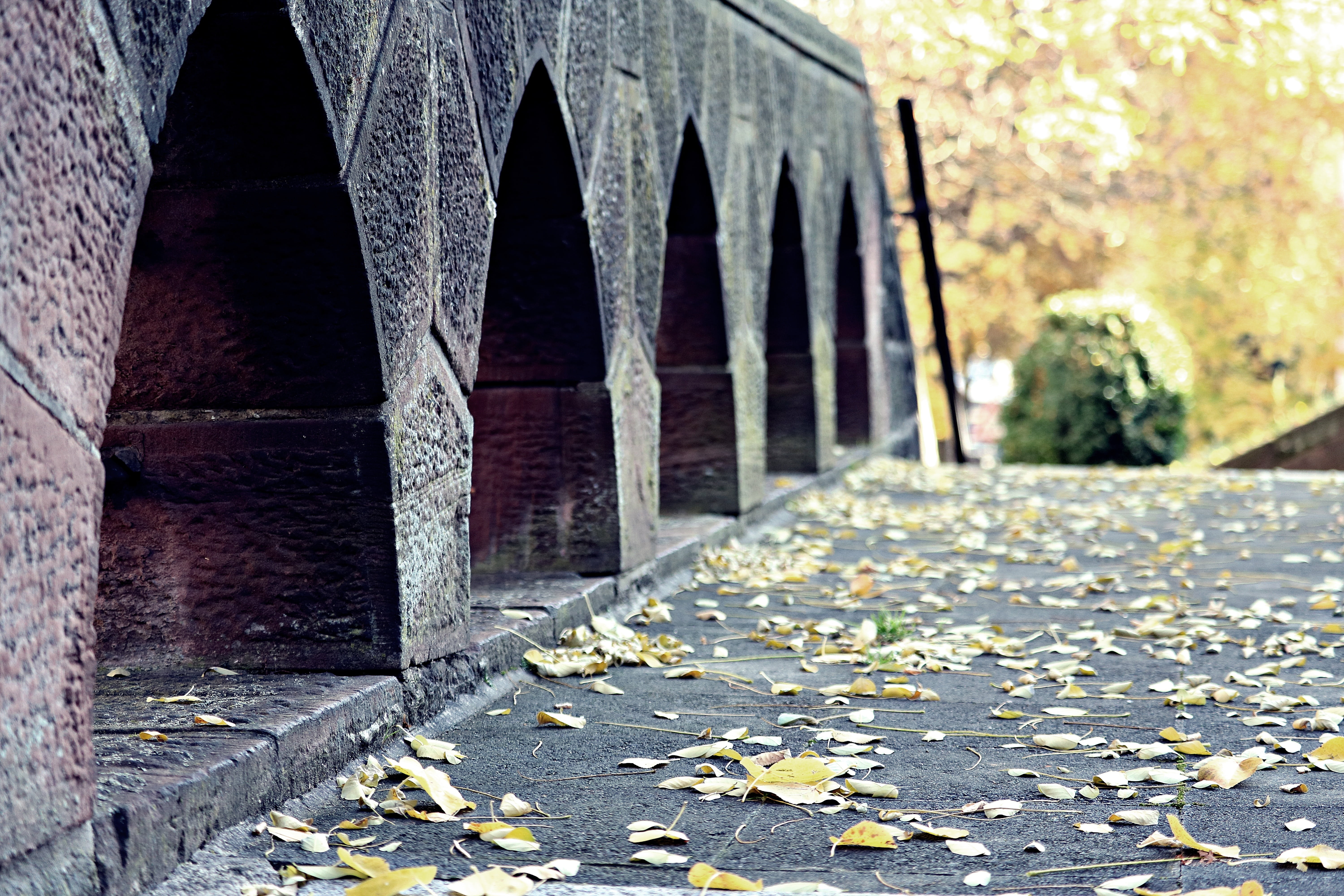 trueb, architectural column, parklandschaft, built structure, city, bernina, mood, waters, fall foliage, lake, no people, bridge - man made structure, outdoors, HD Wallpaper