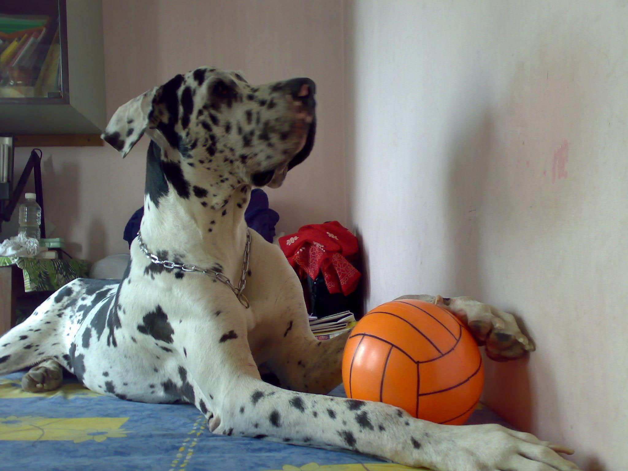 harlequin, 1080P, dane, bedroom, dogs, friends, companions, white, giants, animal, boys, pets, harlequins, great, danes, black, animals, ball, HD Wallpaper