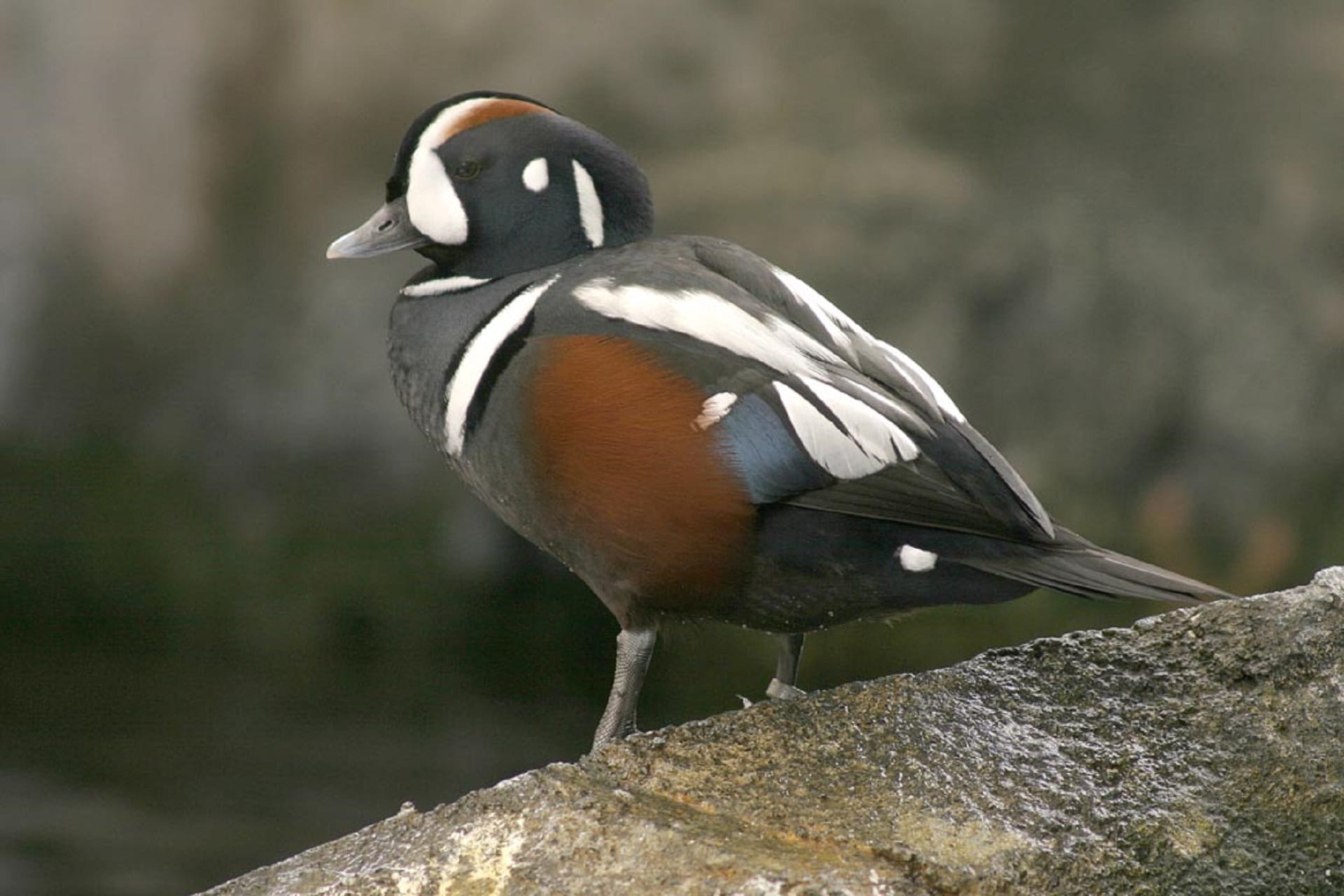 one animal, close-up, no people, nature, profile view, wildlife, rock, rock - object, animals in the wild, animal wildlife, bird, solid, vertebrate, harlequin duck, HD Wallpaper