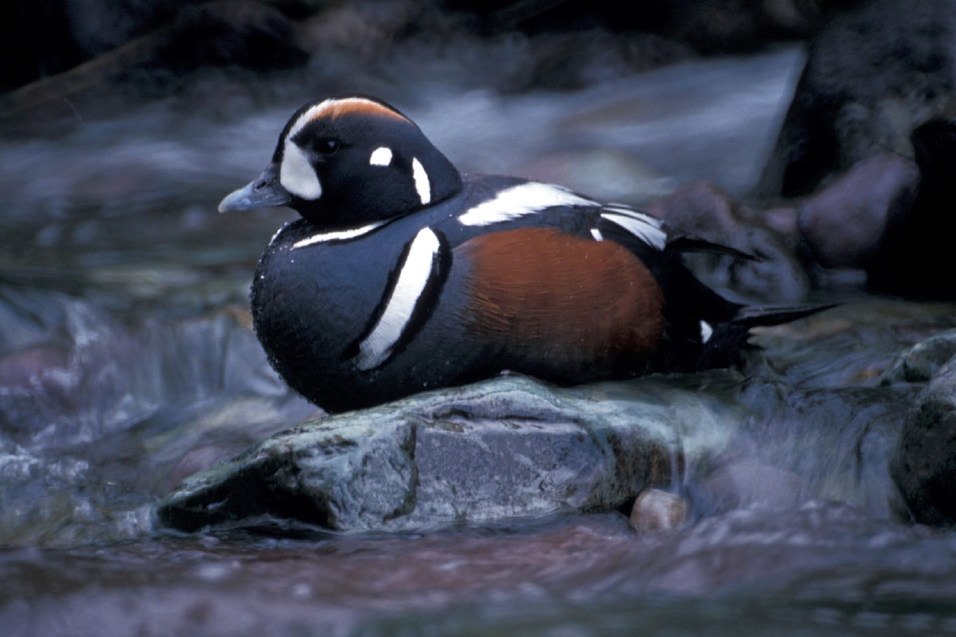 1080P, water, penguin, lake, Waterfowl, colorful, vertebrate, animals in the wild, Duck, one animal, no people, day, animal themes, rock, Bird, swimming, HD Wallpaper