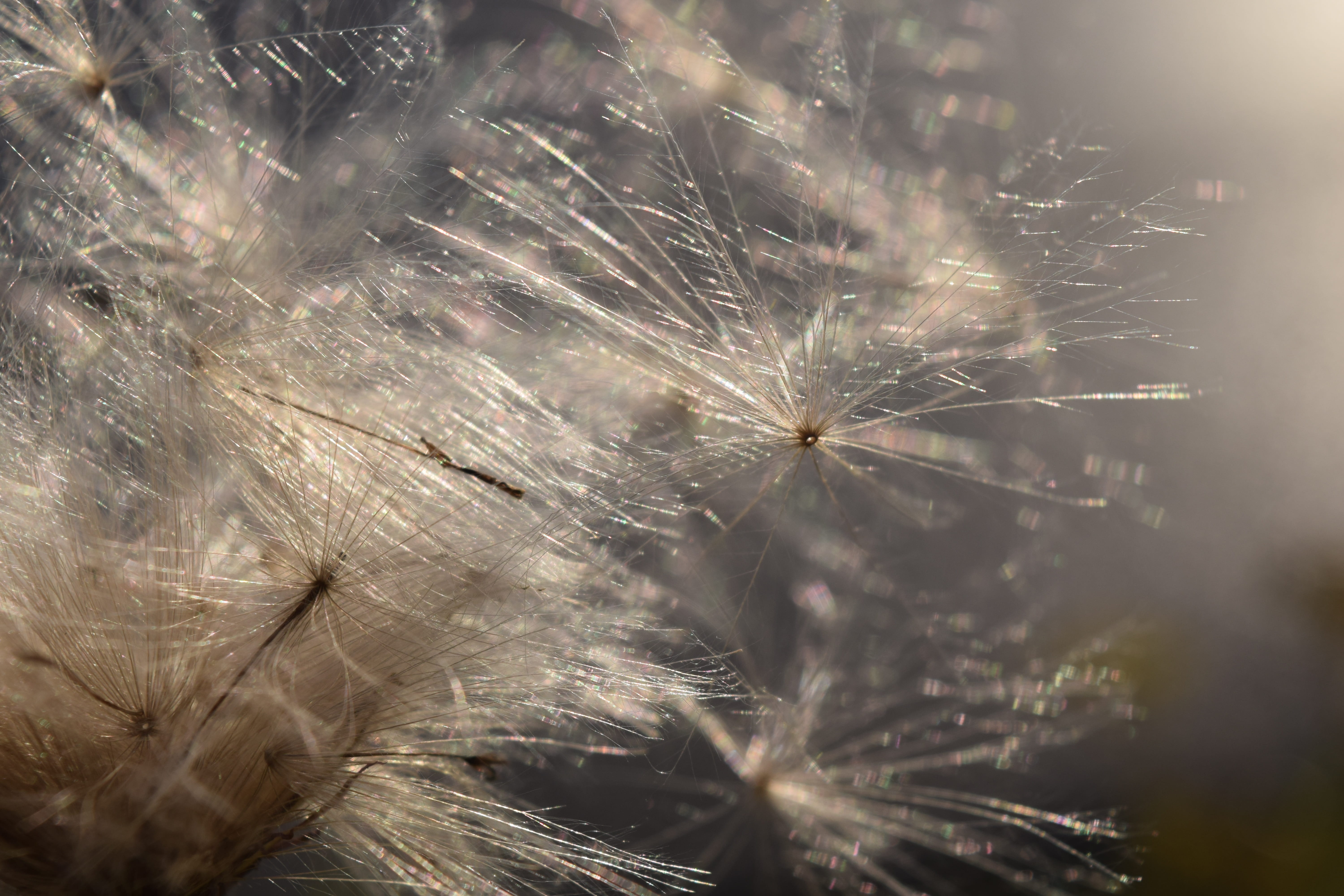 wind, float, day, growth, flying seeds, freshness, plant, flowering plant, sunshine, fly, tender, softness, vulnerability, dew, dandelion, no people, flower, HD Wallpaper