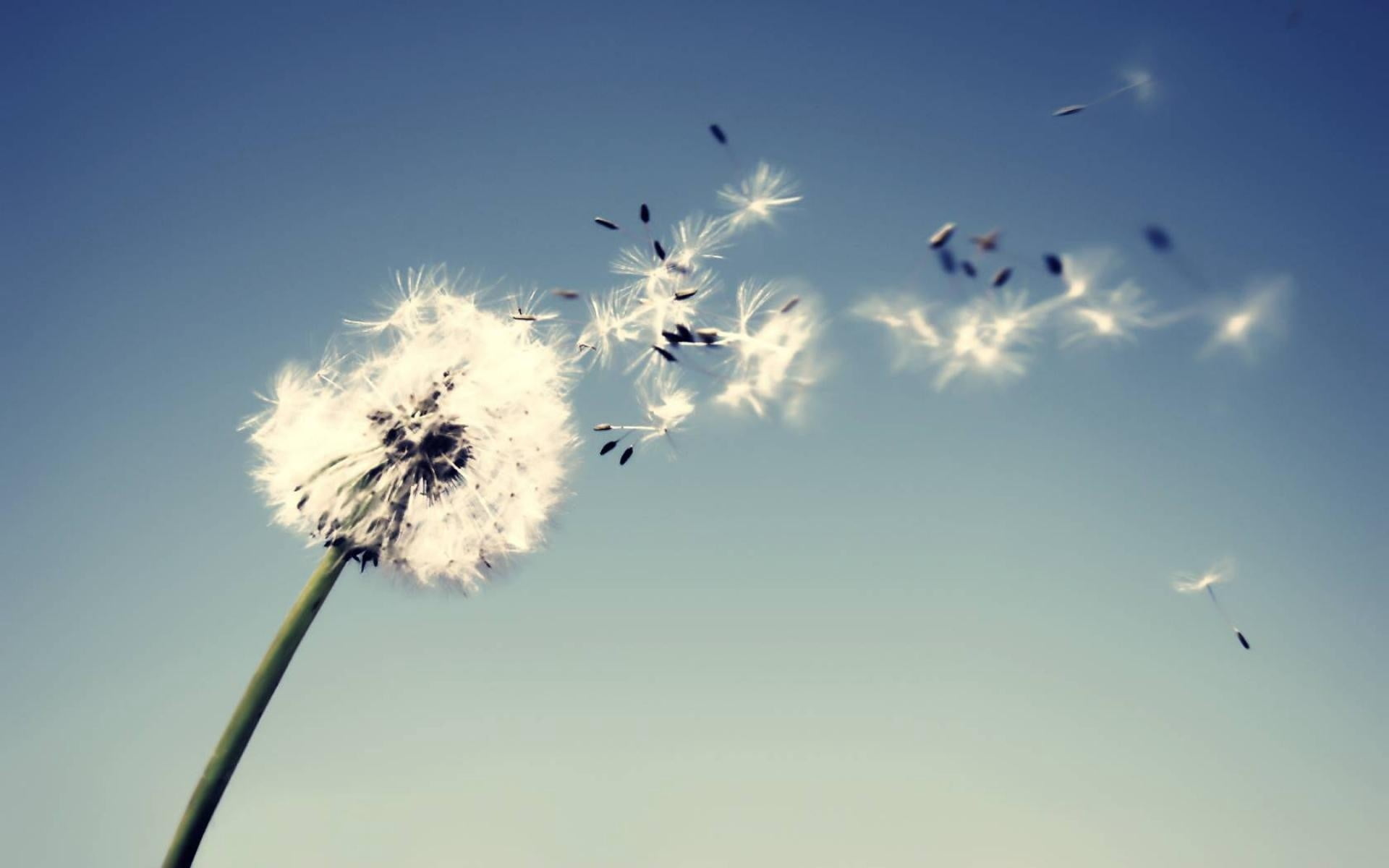 dandelion seed, no People, sunlight, low angle view, plant, softness, back Lit, copy Space, day, wind, dandelion, beauty In Nature, 1080P, plant stem, HD Wallpaper