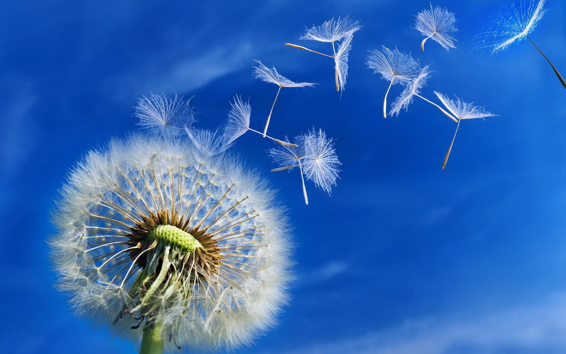 Dandelion, white, softness, flight, blue, macro, beauty, nature, springtime, outdoors, single Flower, 1080P, beauty In Nature, wind, sky, growth, blossom, HD Wallpaper