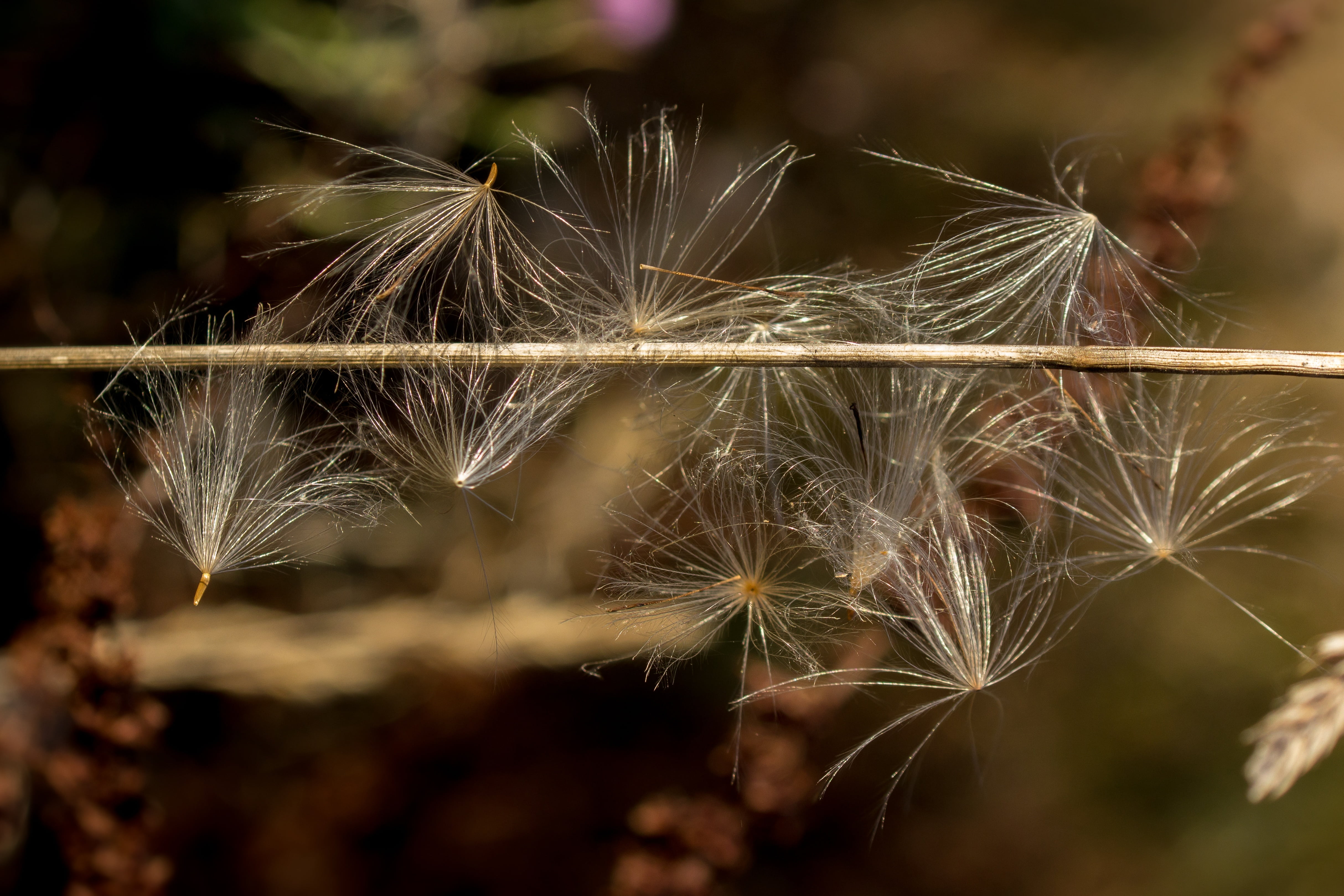 freshness, autumn, growth, flower, close-up, faded, flowering plant, vulnerability, flying seeds, autumn beginning, selective focus, softness, tranquility, HD Wallpaper