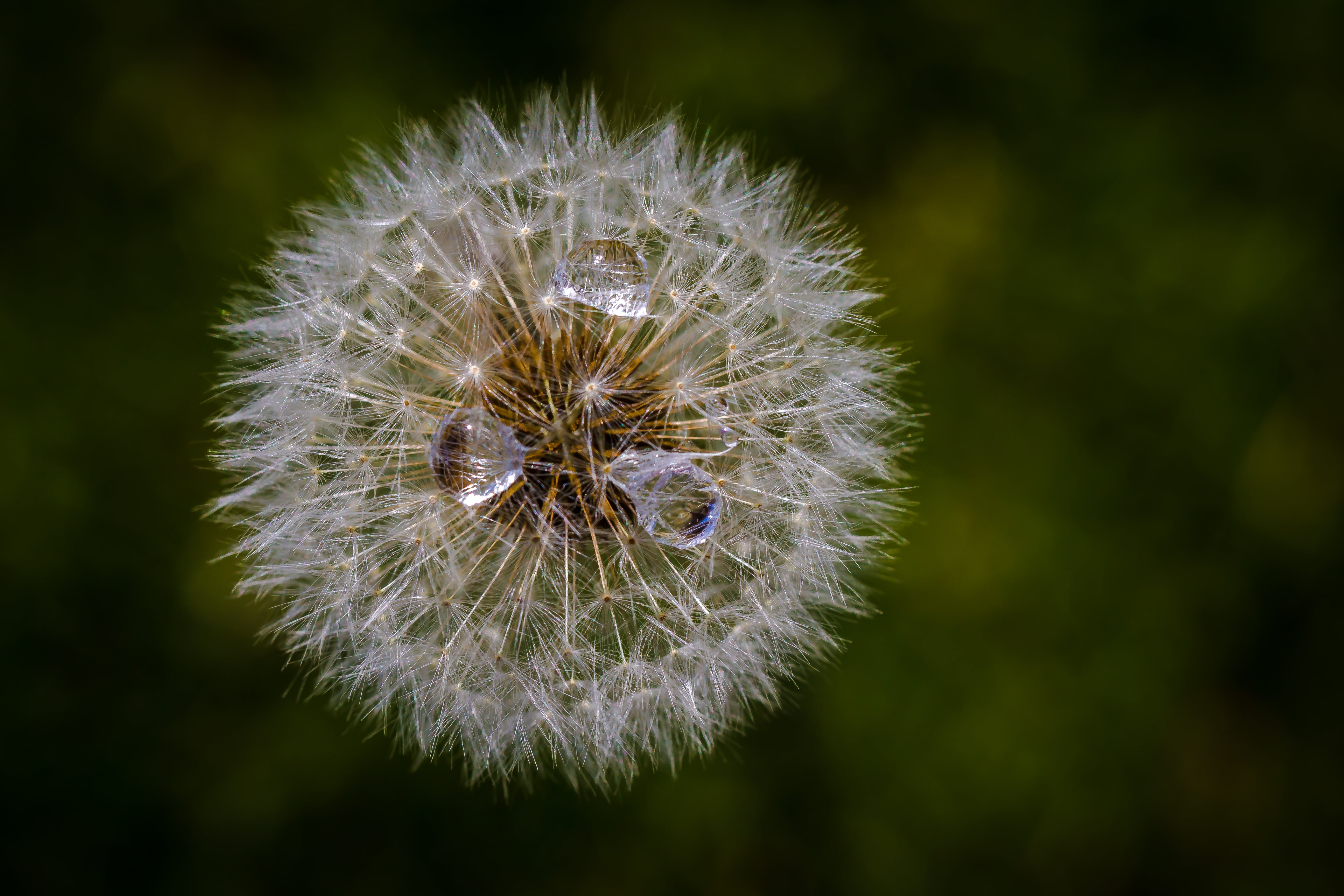 wind, inflorescence, flowering plant, freshness, buttercup, macro, day, beauty in nature, flower, growth, softness, vulnerability, fragility, flying seeds, HD Wallpaper