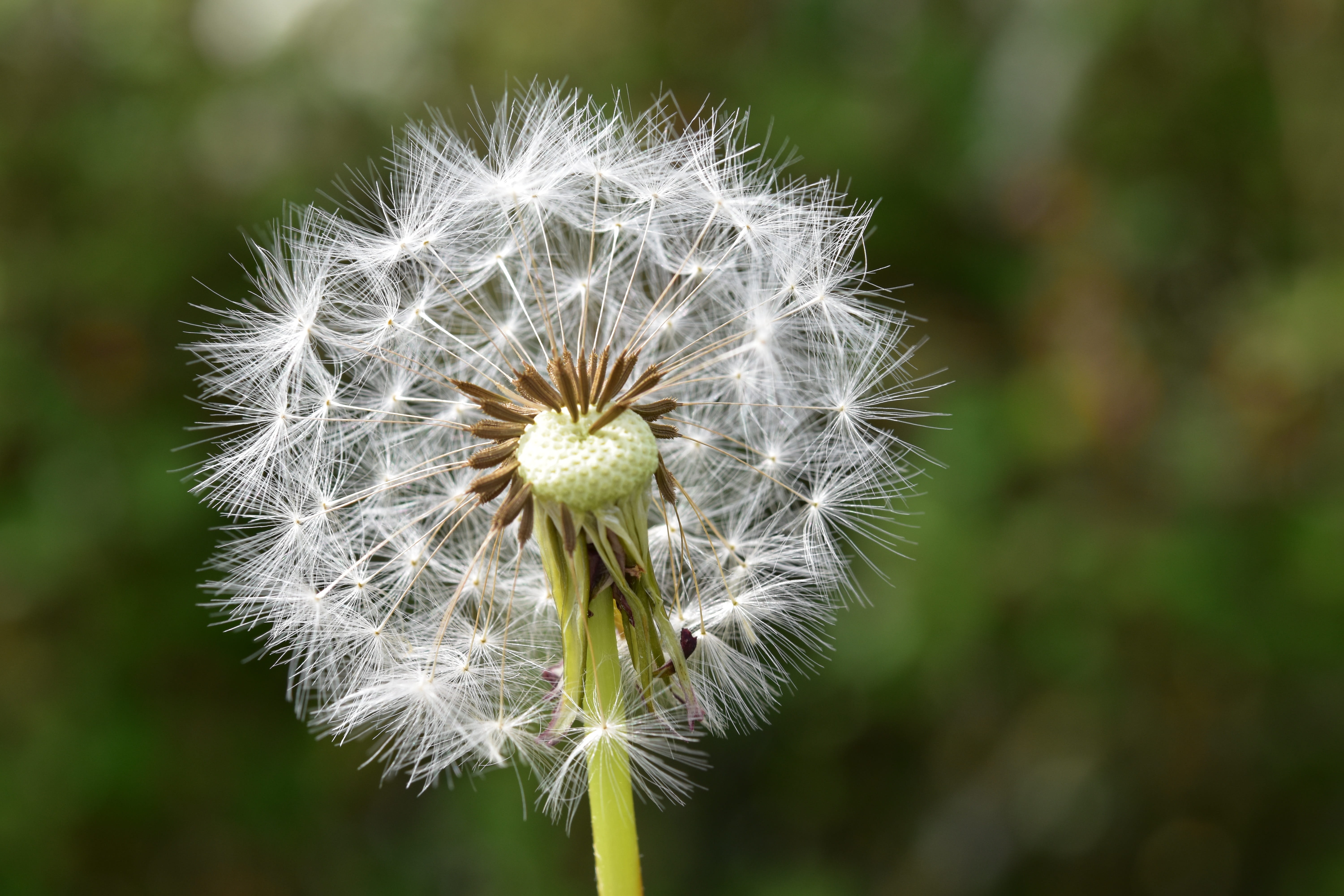 vulnerability, flowering plant, freshness, focus on foreground, softness, flower head, seeds fly in the wind, dandelion seed, plant, growth, fragility, HD Wallpaper