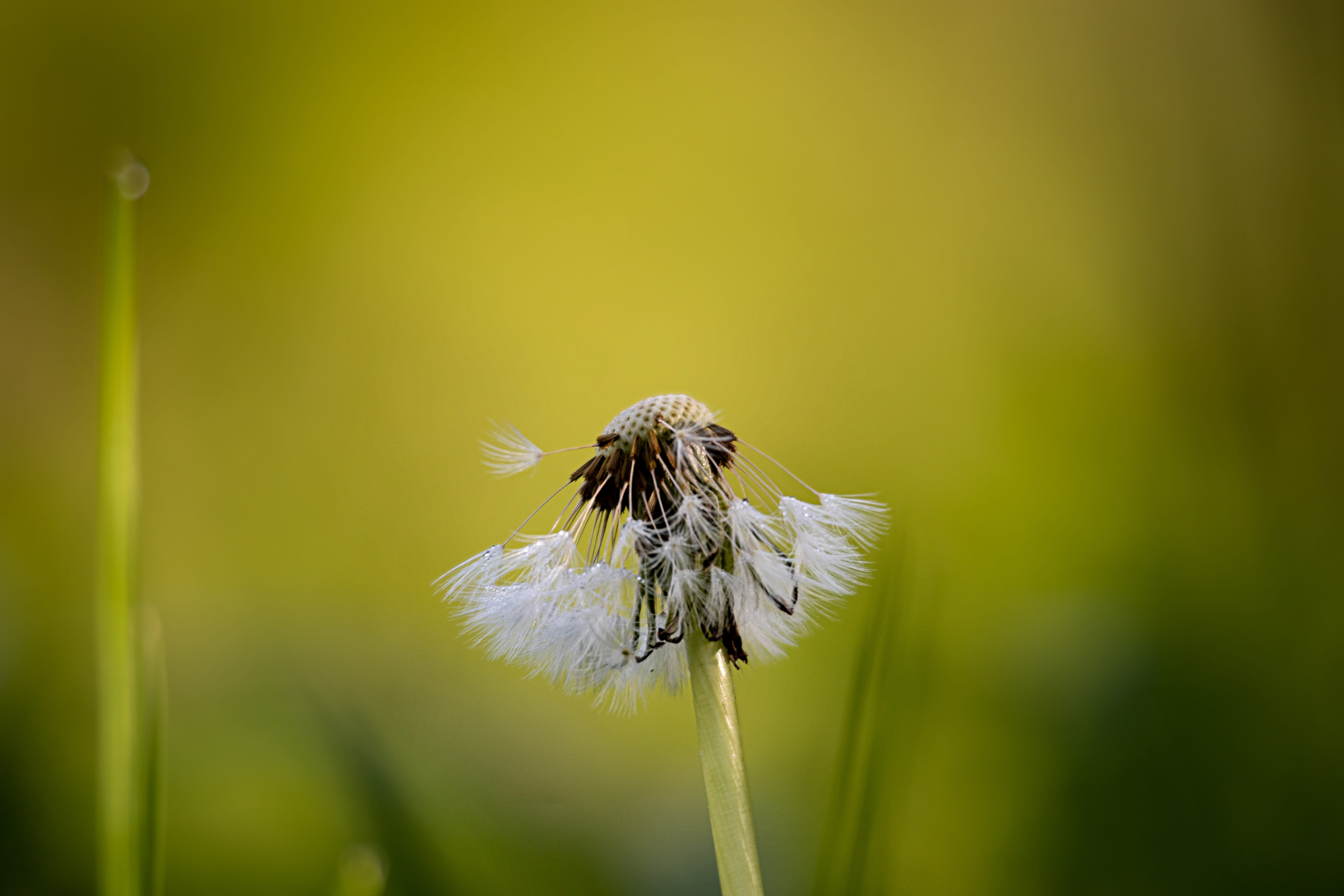 spring, pollination, dandelion, close-up, plant, 5K, vulnerability, dandelion seed, flowering plant, growth, pointed flower, nature, blossom, beauty in nature, HD Wallpaper