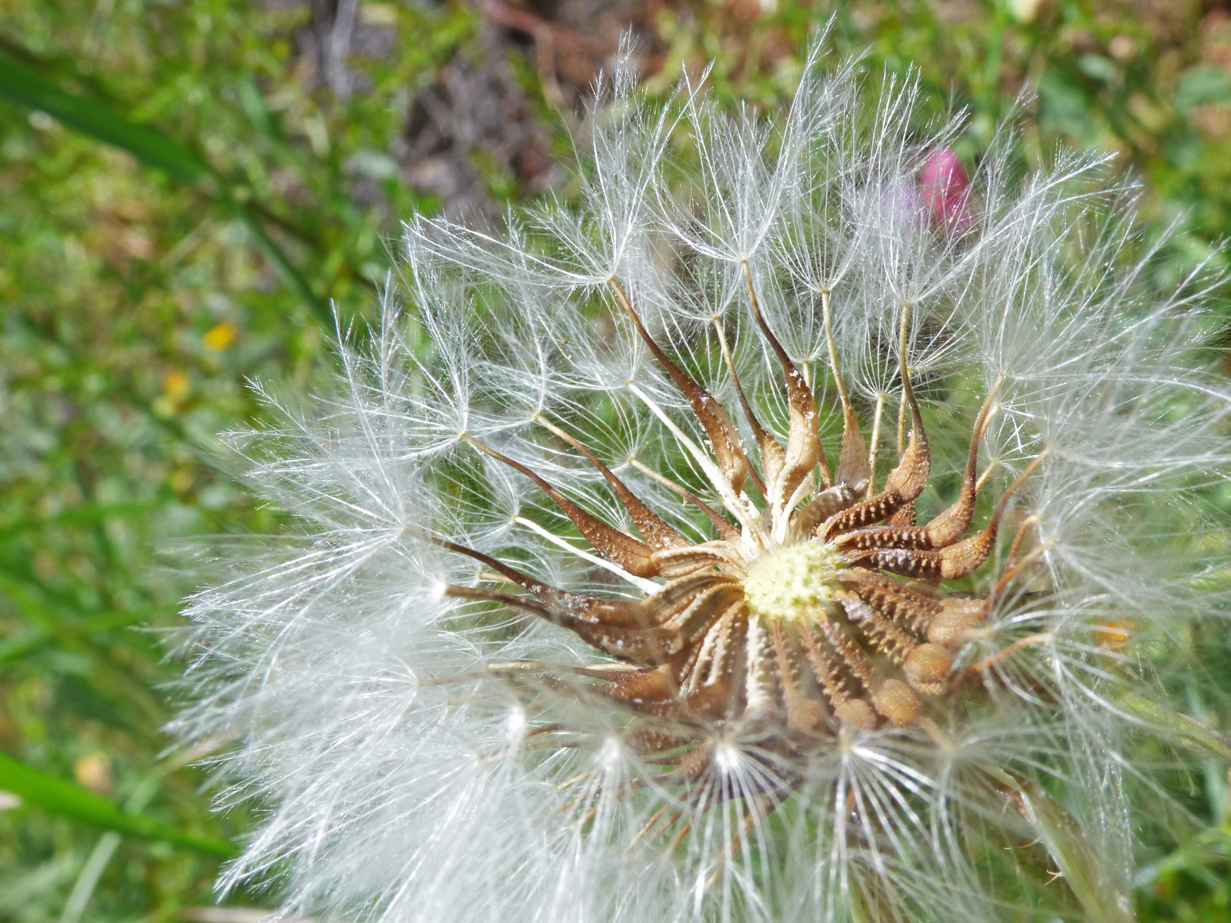 angelitos, dandelion seed, nature, close-up, day, focus on foreground, inflorescence, no people, vulnerability, flowering plant, 4K, softness, plant architecture, HD Wallpaper