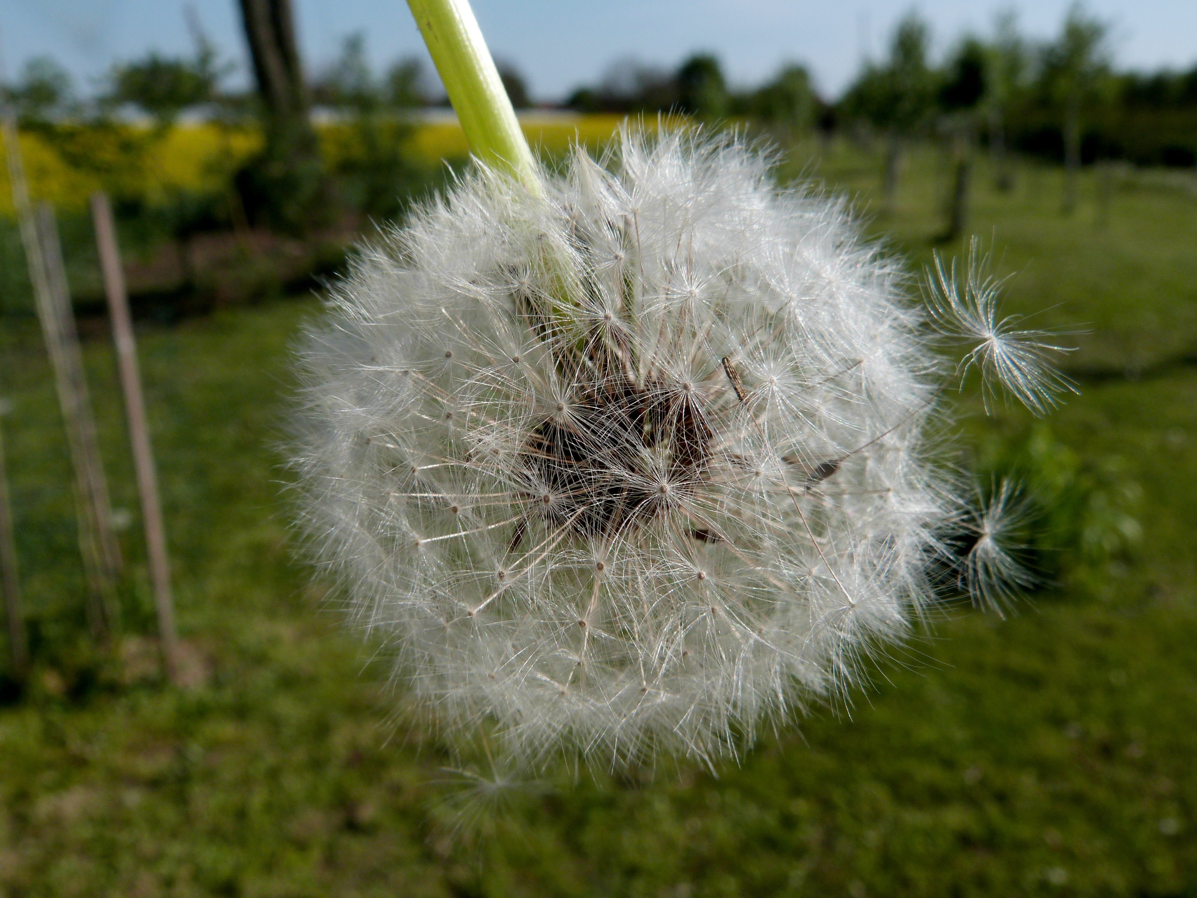 beauty in nature, blooms, vulnerability, nature, bright, blown, close-up, pollen, taraxacum, soft, field, dried, fragility, focus on foreground, seeds, HD Wallpaper