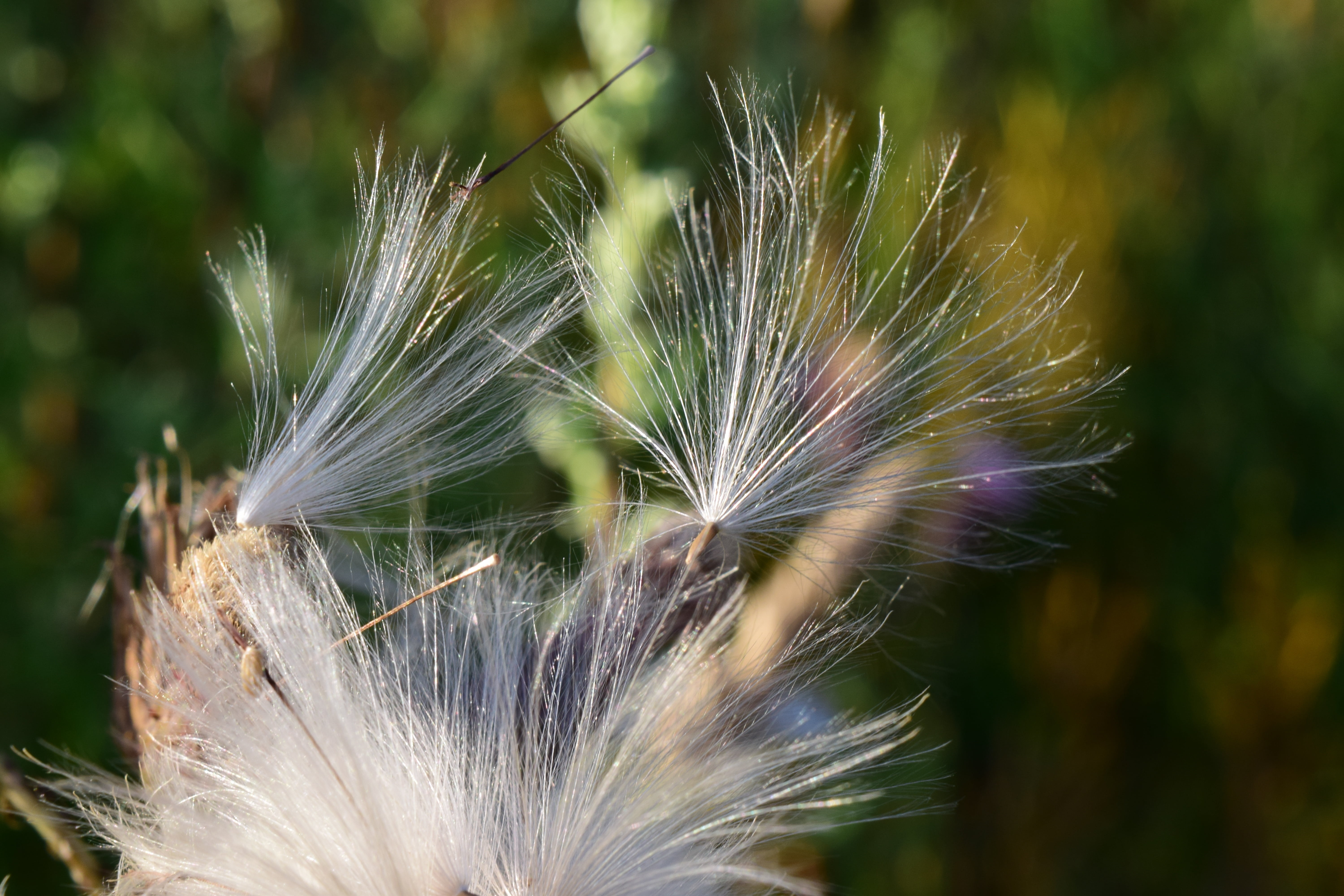no people, day, wind, summer, flower, fragility, growth, beauty in nature, faded, spiky, nature, reproduction, pointed flower, macro, close, plant, softness, HD Wallpaper