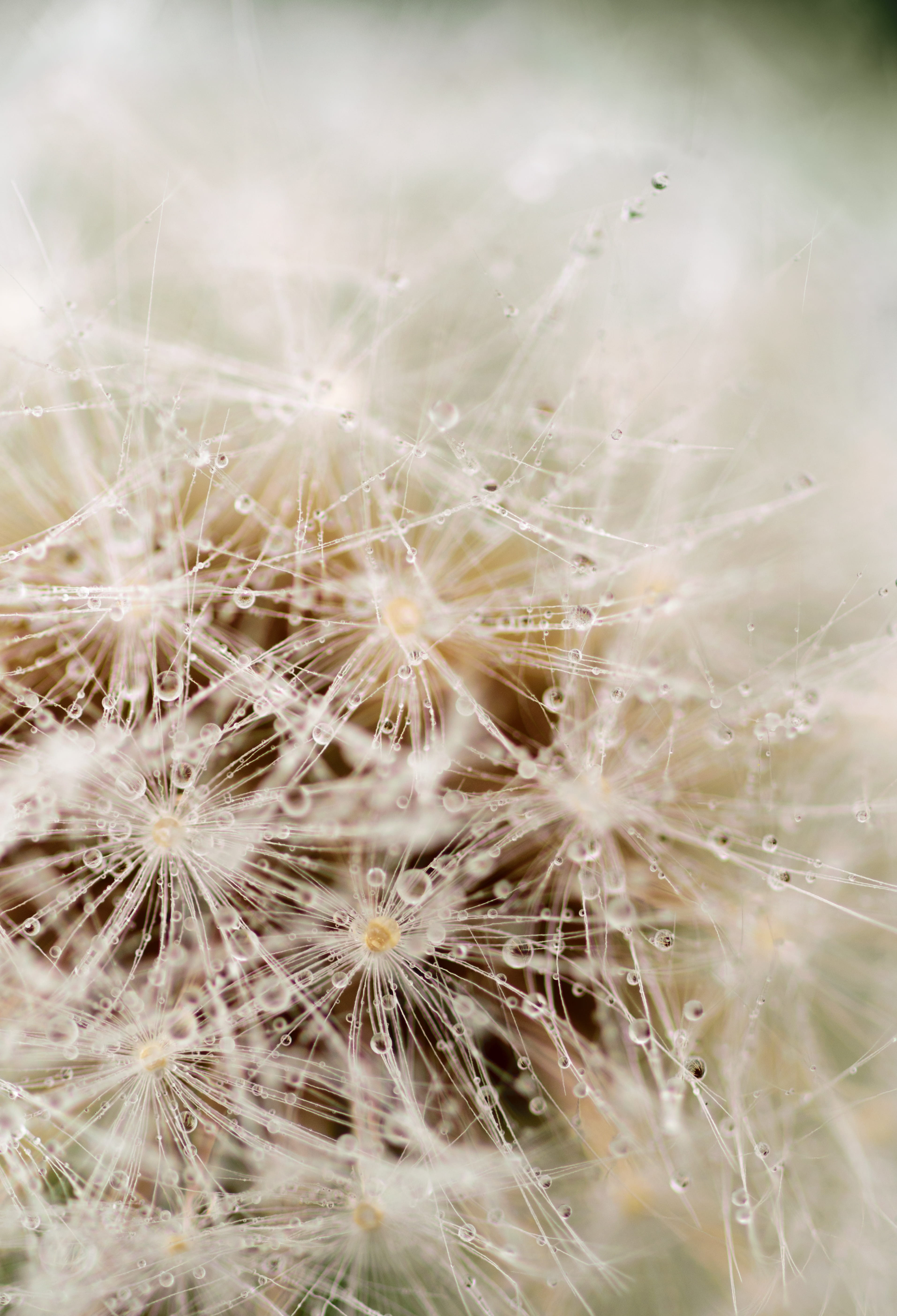 nobody, summer, backgrounds, selective focus, blow, grow, flying, Nature, drop, Plant, delicate, green, Macro, countryside, day, blossom, focus on foreground, Phone HD Wallpaper