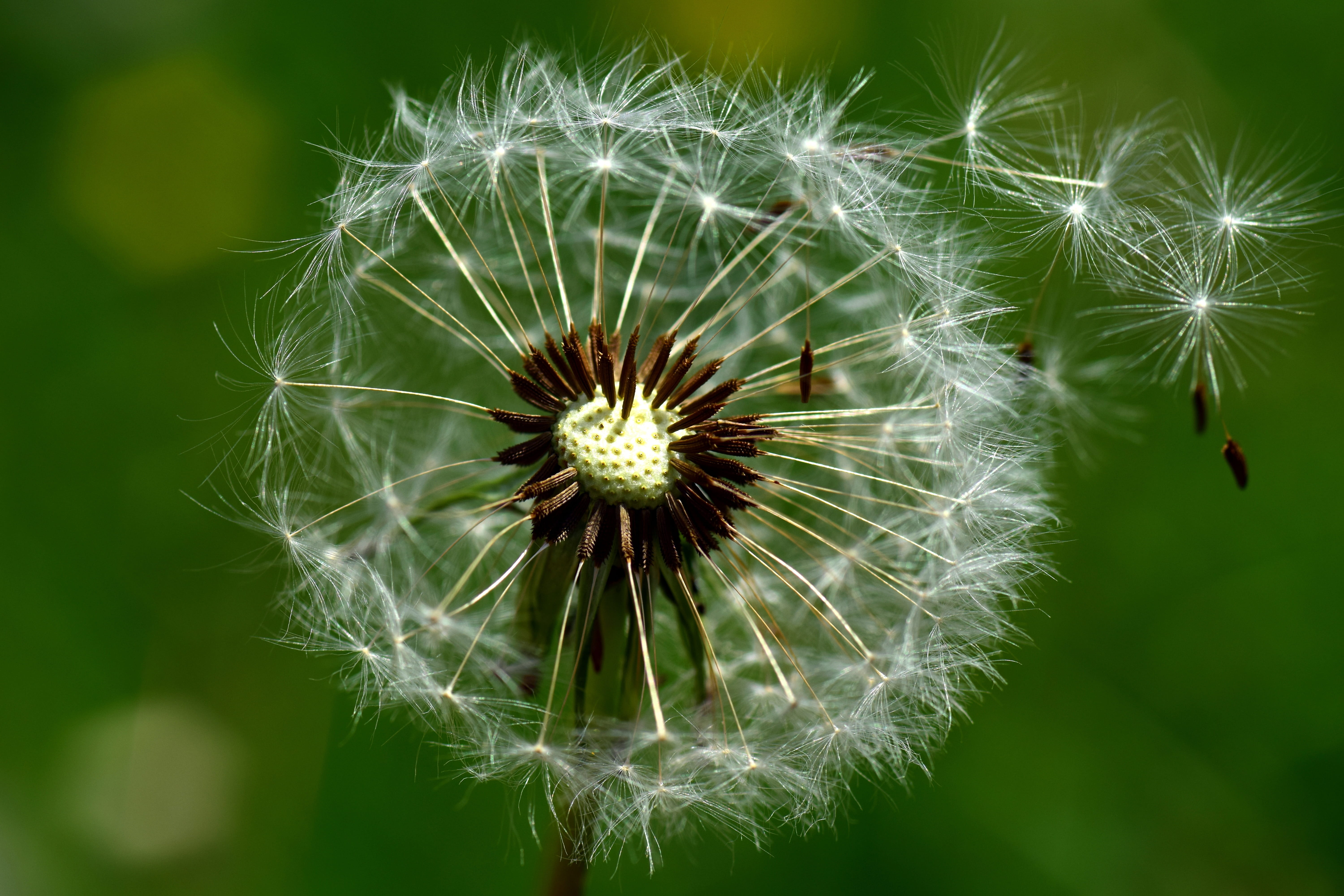 white color, outdoors, summer, day, Dandelion, close, fragility, flower head, growth, pointed flower, seed, Seeds, single Flower, white, green Color, transience, HD Wallpaper