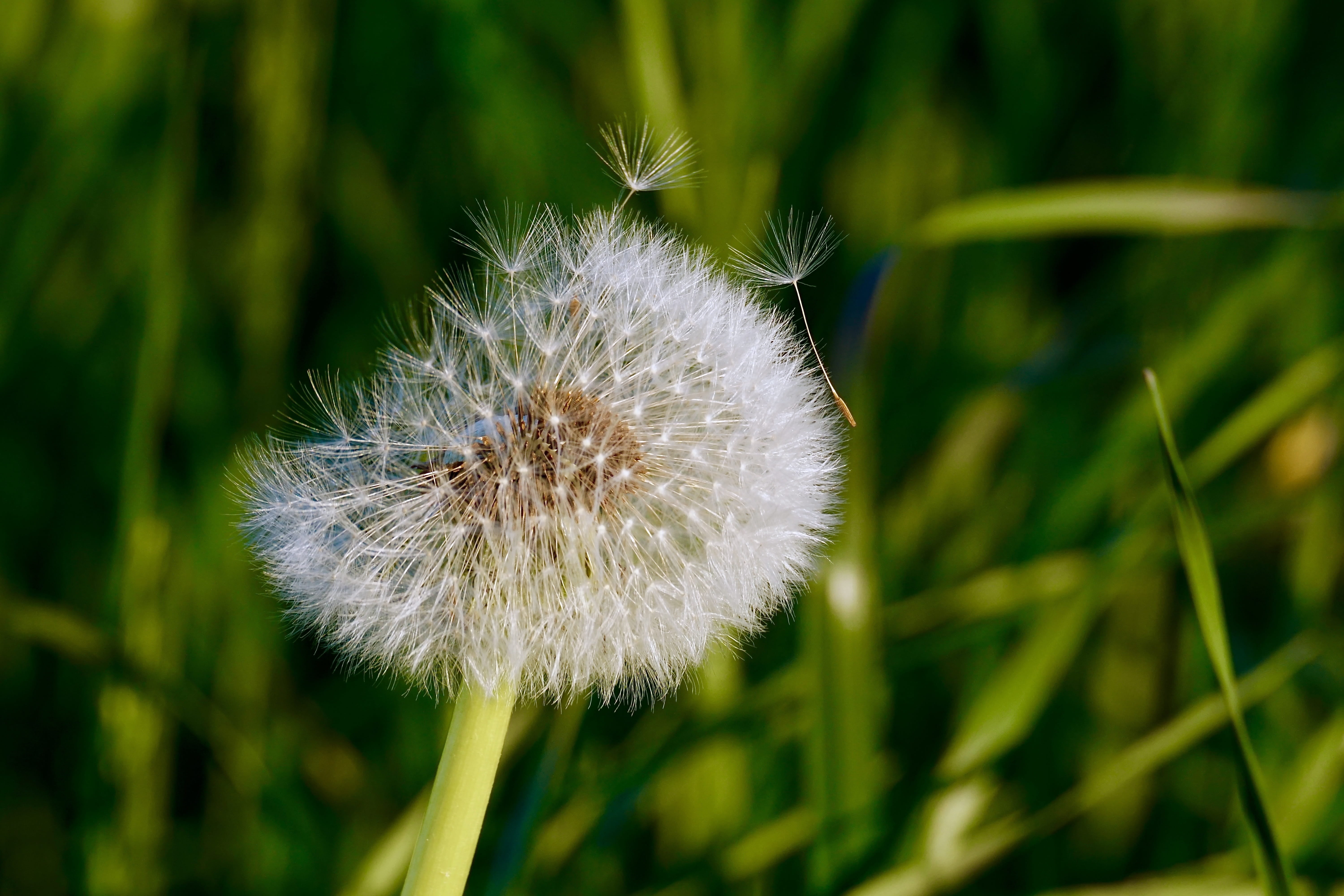 beauty in nature, flower head, focus on foreground, focus, flying seeds, nature, vulnerability, plant stem, bloom, greeting card, photography, faded, dandelion, HD Wallpaper