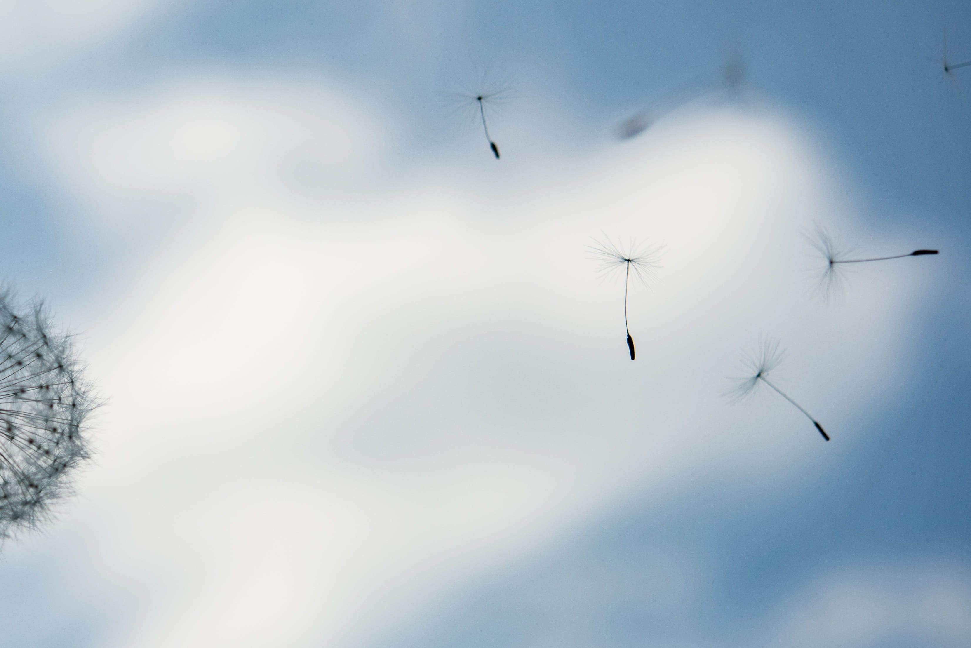 blow, fragility, blue, air vehicle, dandelion, no people, low angle view, white color, animal, seed, flower, beauty in nature, bird, environment, motion, HD Wallpaper