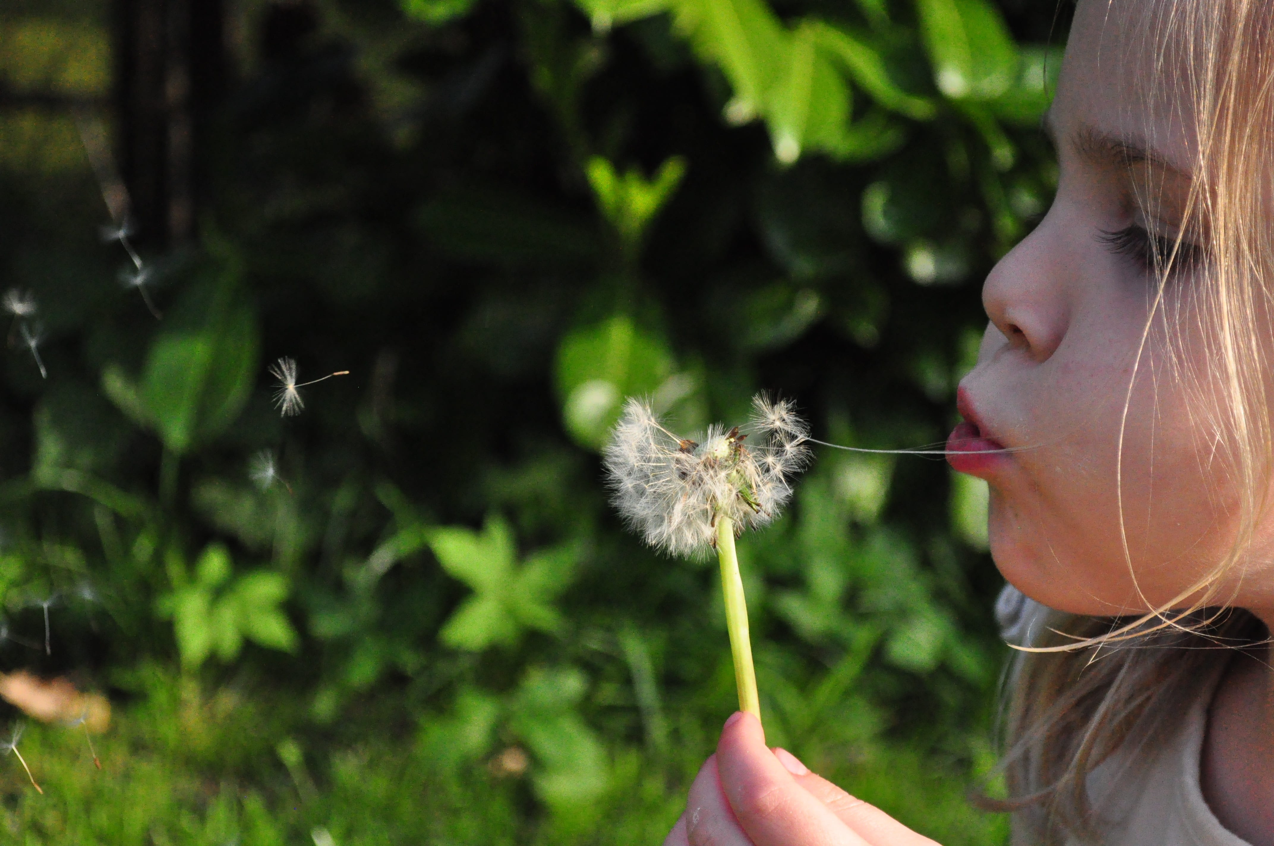hair, holding, focus on foreground, child, human body part, day, childhood, flowering plant, flying, girl, outdoors, headshot, one person, seeds, plant, HD Wallpaper