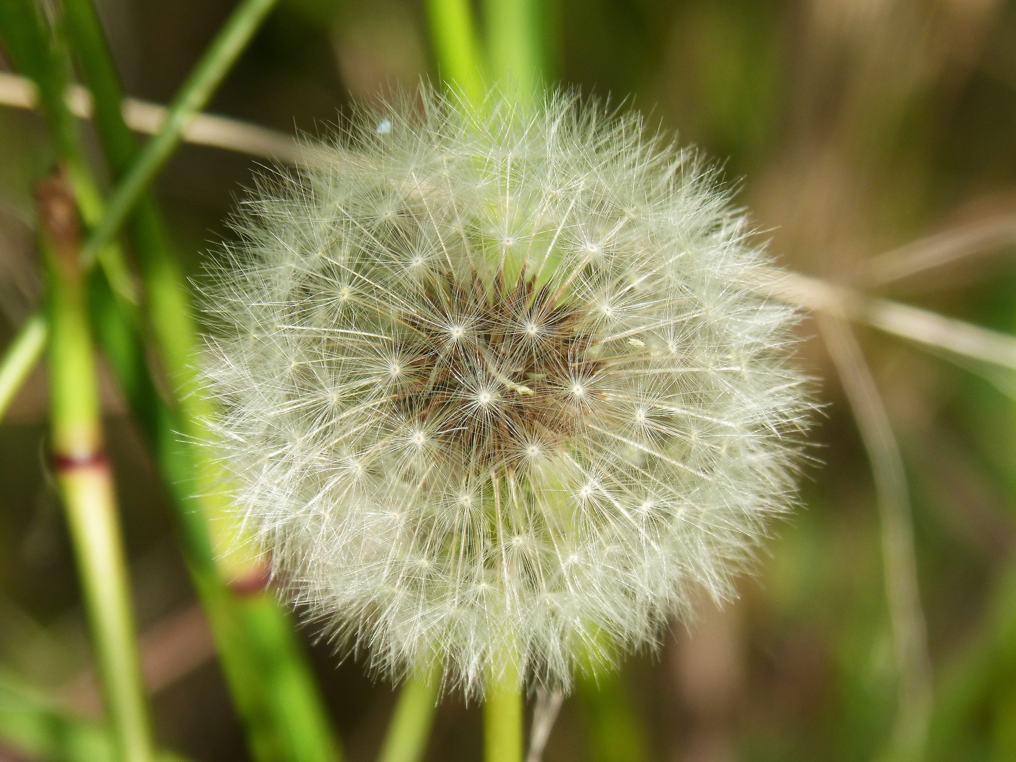 flower head, plant geometry, day, 2K, seeds, natural condition, nature, inflorescence, fragility, wind, soft focus, flowering plant, softness, white color, HD Wallpaper