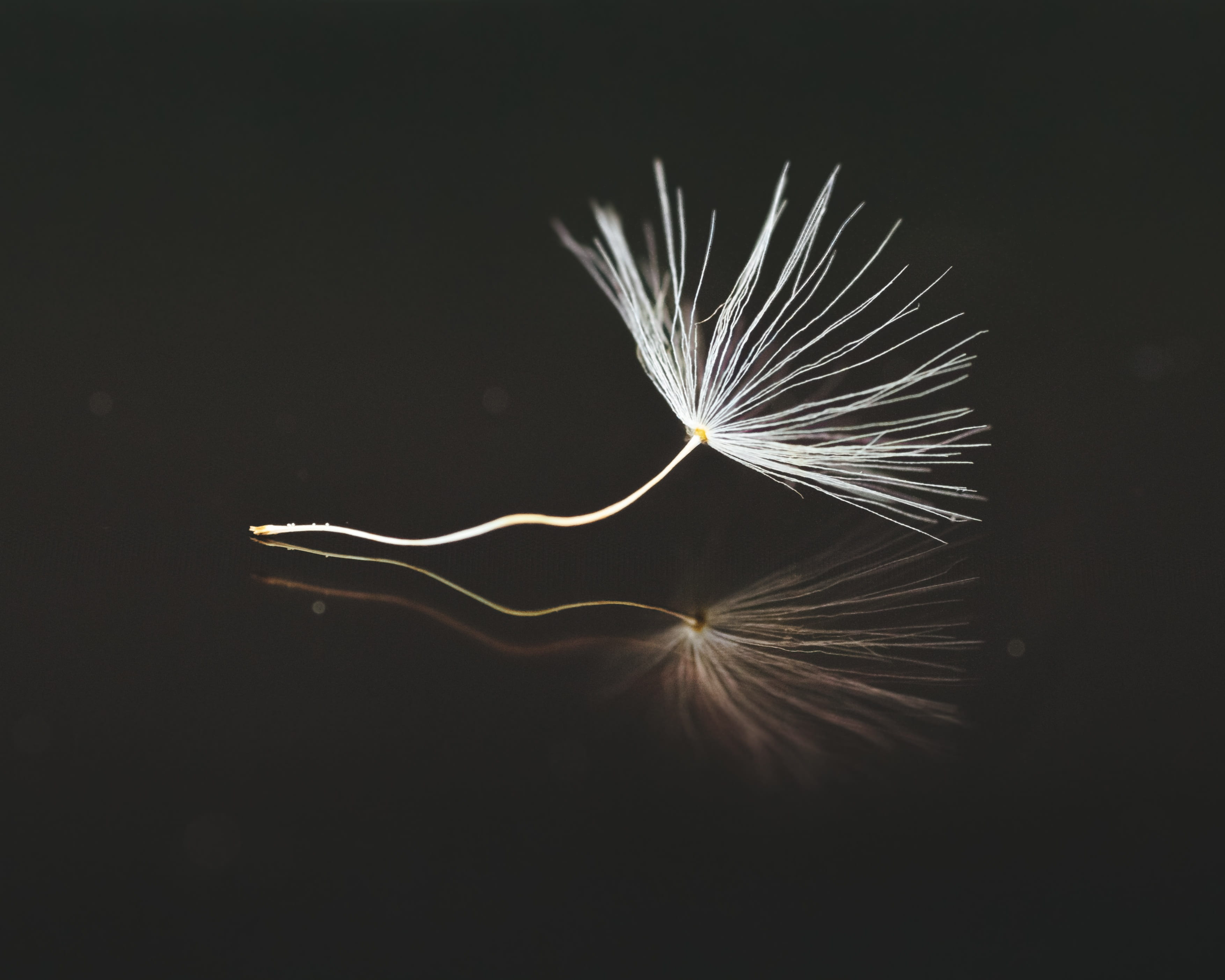 black background, indoors, seeds, white, fragility, umbrella, feather, copy space, water, freshness, wind, mirrored, single object, nature, flower, lightweight, HD Wallpaper