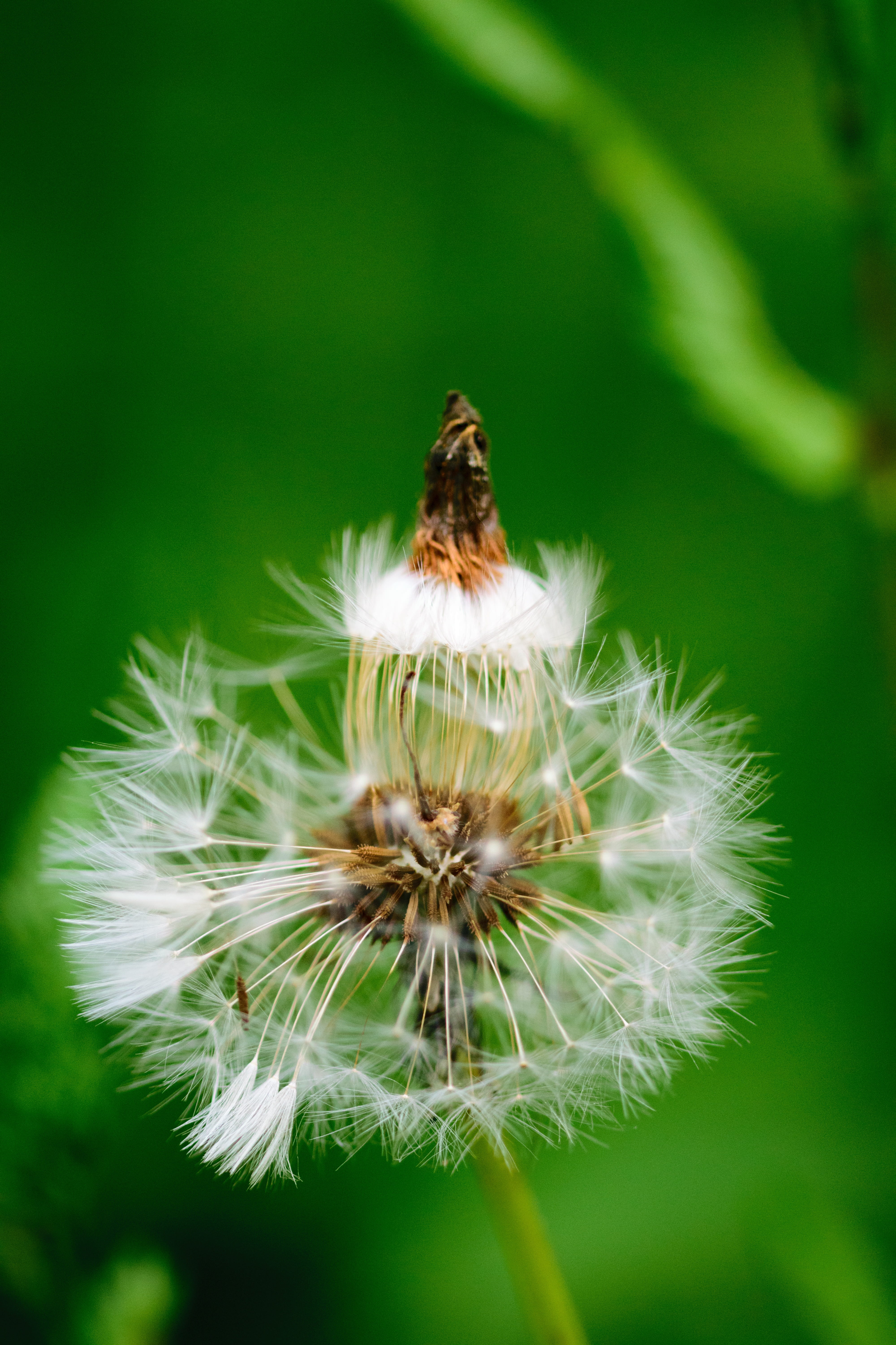 blowball, flying, light, no people, Nature, natural, spring, cactus, focus on foreground, fragility, animals in the wild, abstract, seed, scenic, flowering plant, Phone HD Wallpaper