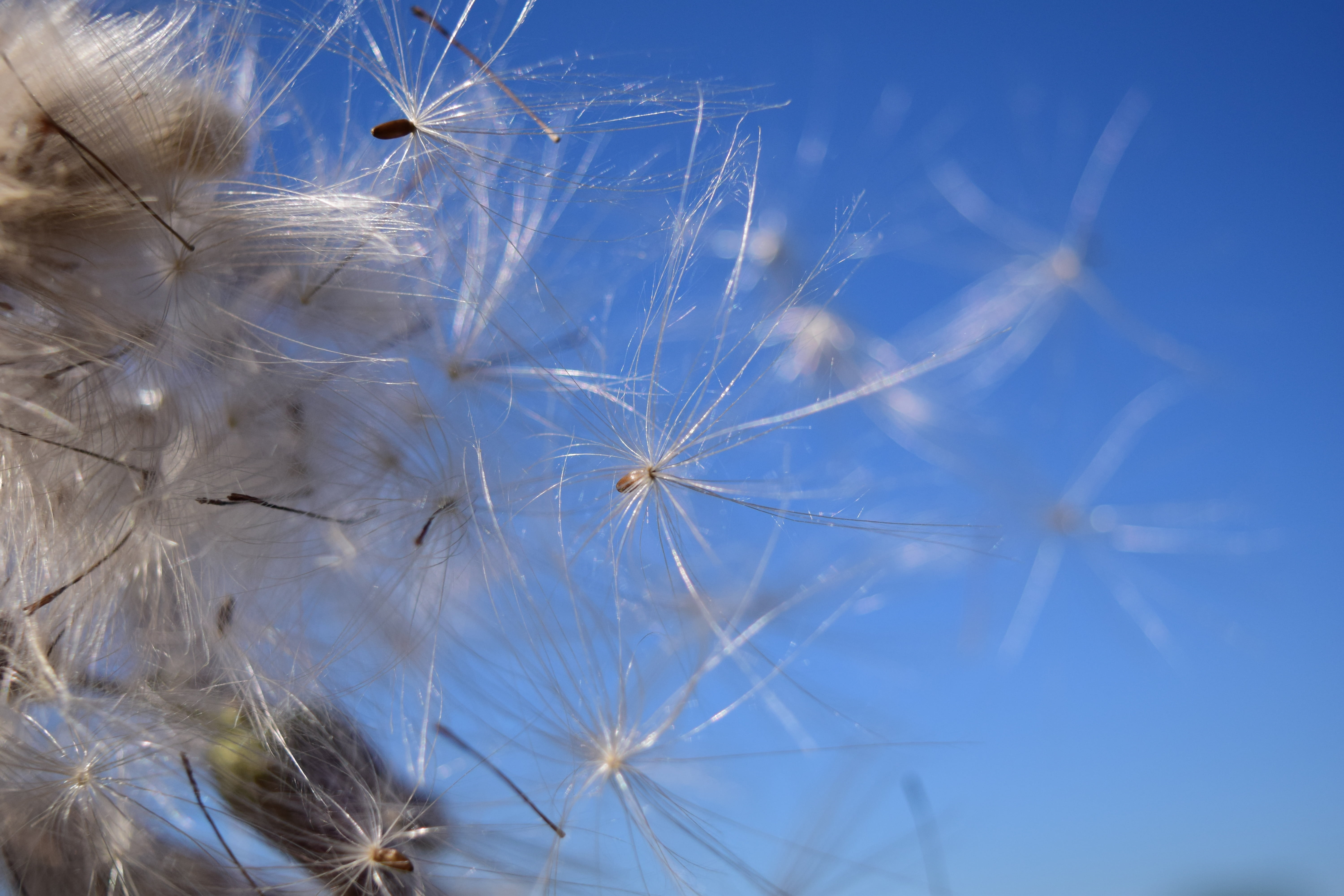 tender, freshness, fly, multiplication, plant, reproduction, softness, sky, vulnerability, wind, dandelion, no people, flower, nature, close, backgrounds, HD Wallpaper