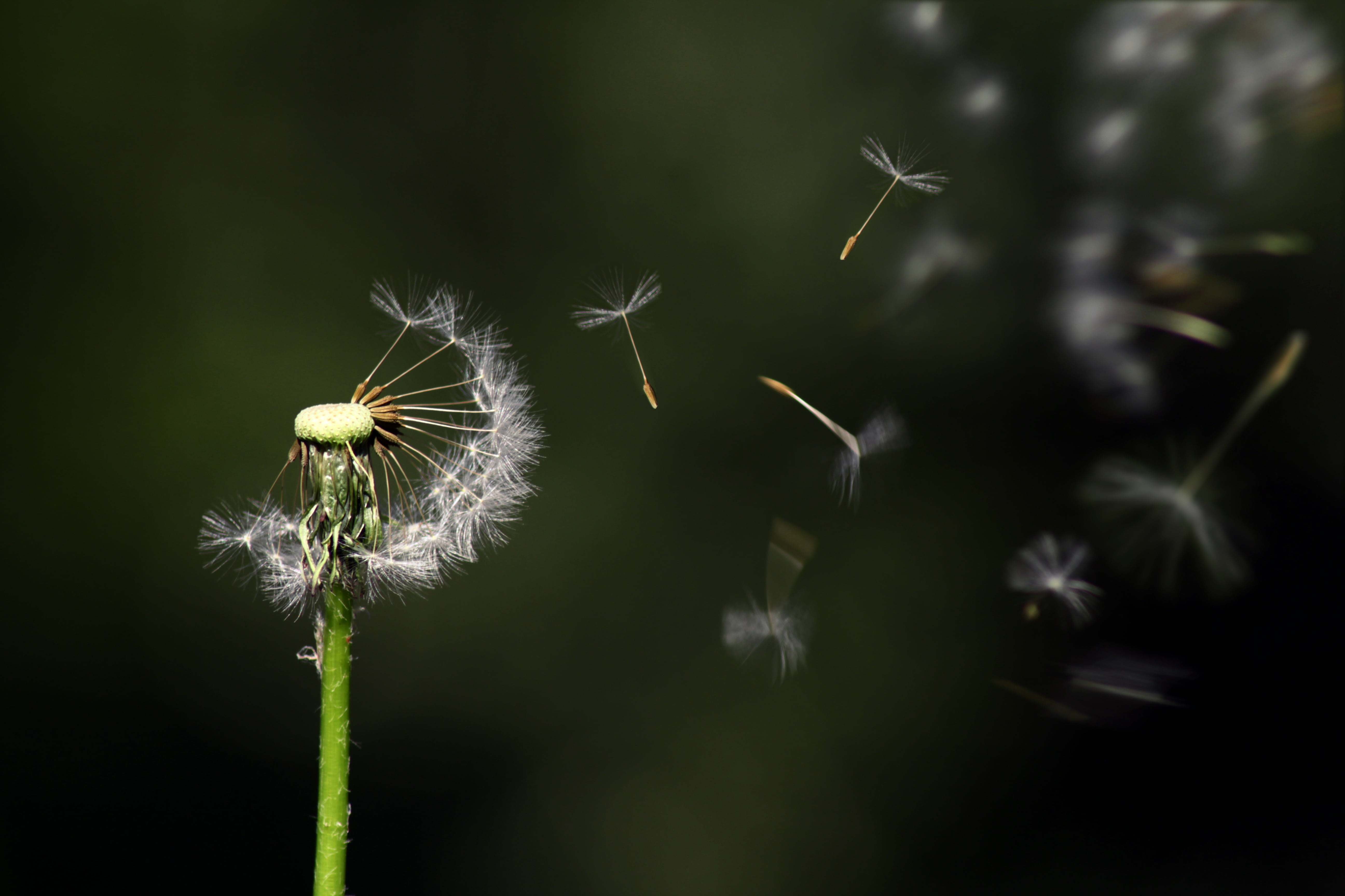 dandelion, photography, freshness, grass, beauty in nature, flowering plant, focus, plant stem, no people, outdoors, float, blossom, botany, floating, vulnerability, HD Wallpaper