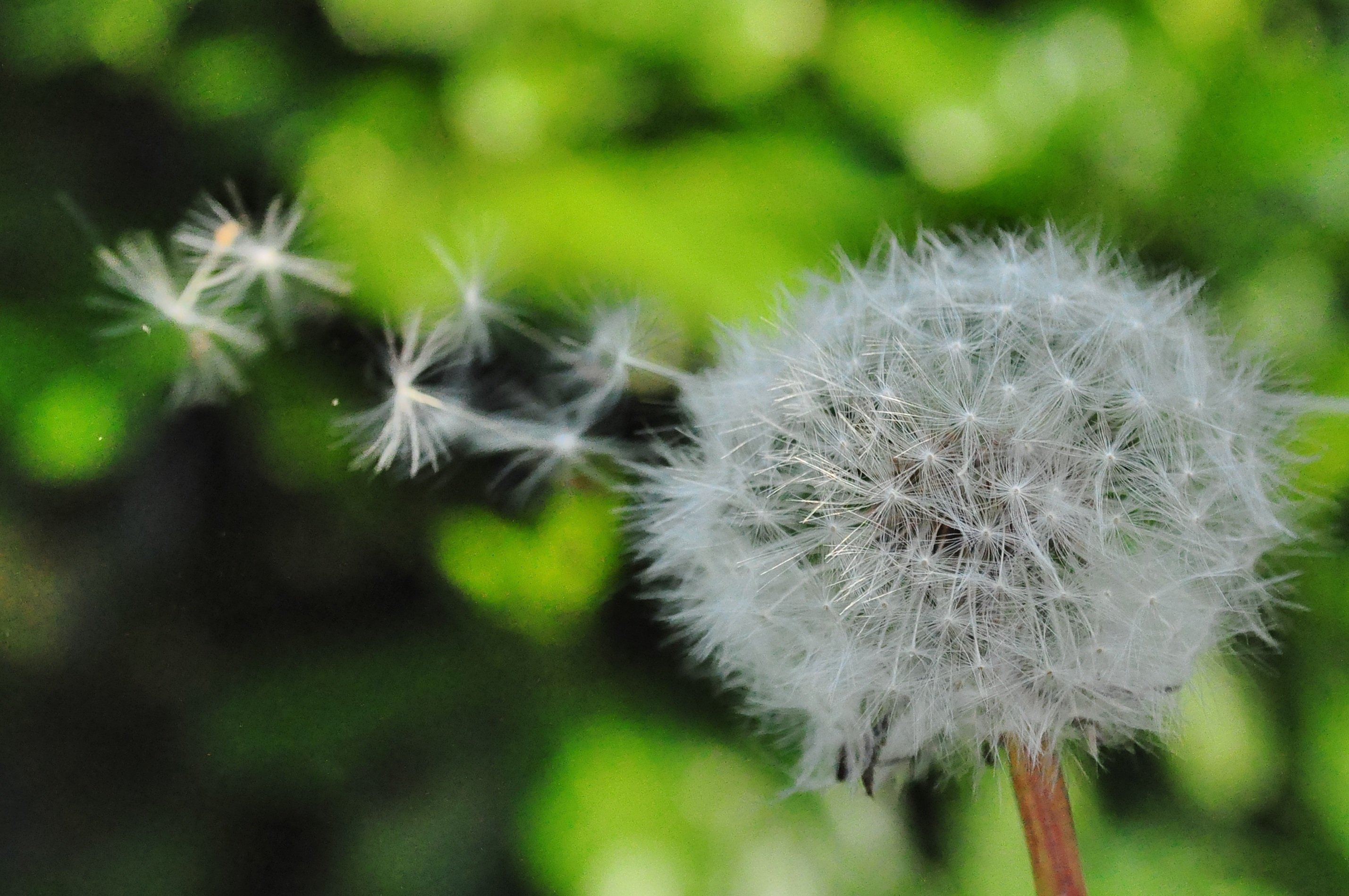 2K, natural, summer, dom, softness, life, no people, blossom, growth, spring, flower head, white color, fluffy, seed, focus on foreground, close-up, blowing, HD Wallpaper