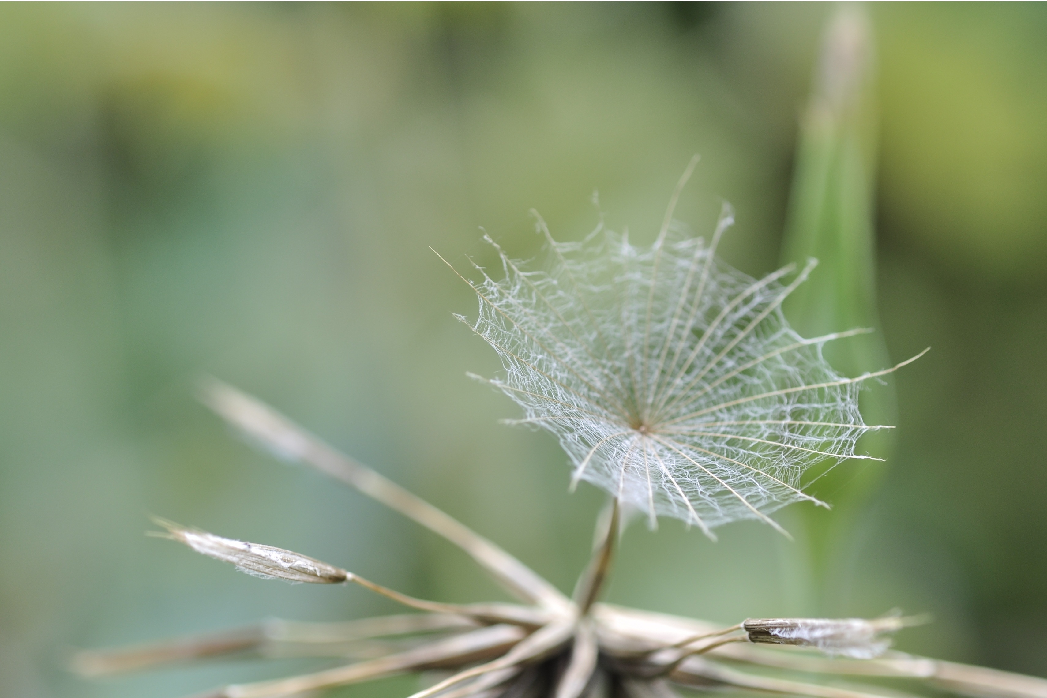 growth, anemochorie, tranquility, green color, meadows dubius, day, close-up, selective focus, faded, softness, flying seeds, screen aviator seeds, screen, HD Wallpaper