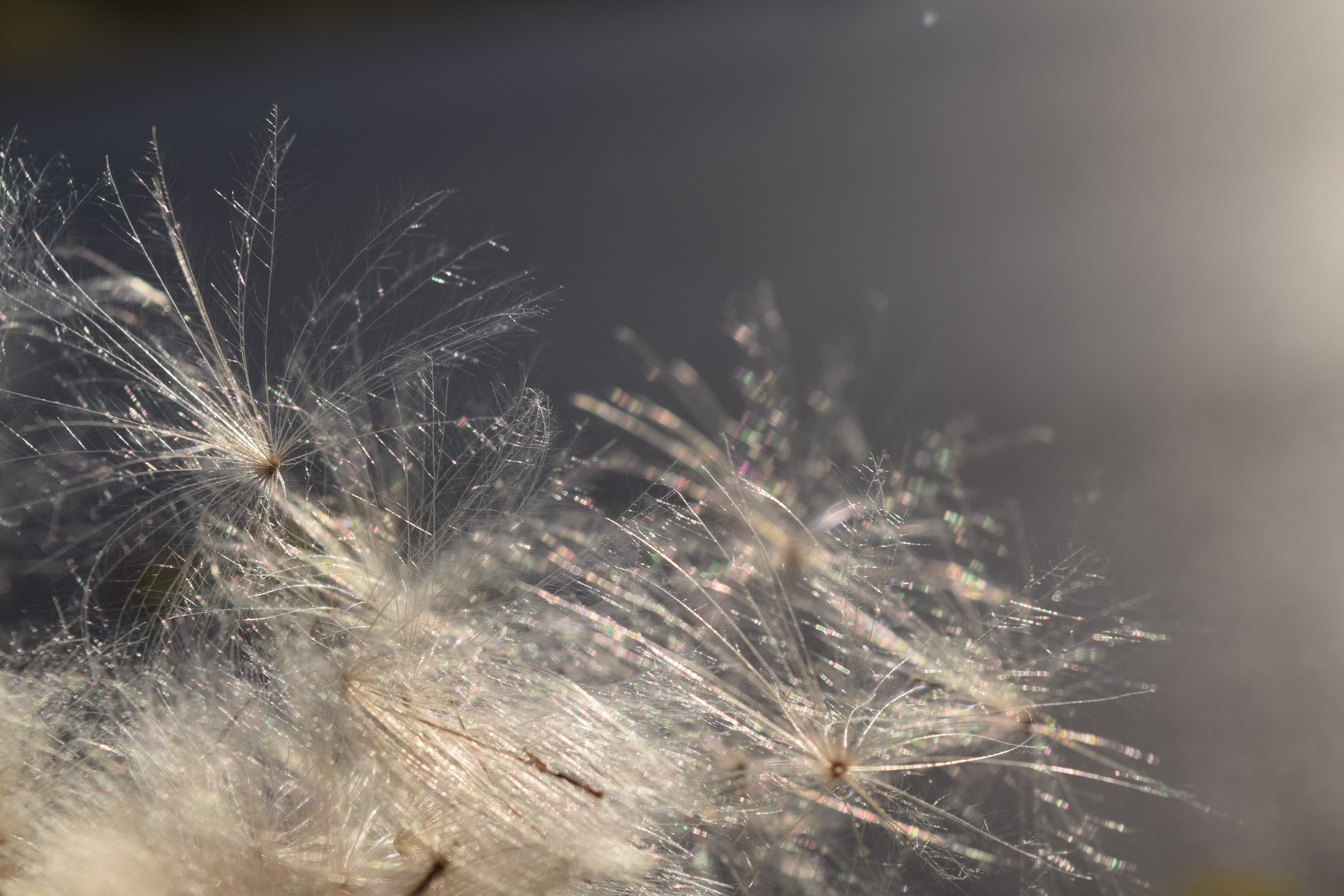 wind, back light, flowering plant, dandelion, softness, nature, flower, fragility, freshness, vulnerability, growth, lightweight, beauty in nature, selective focus, HD Wallpaper