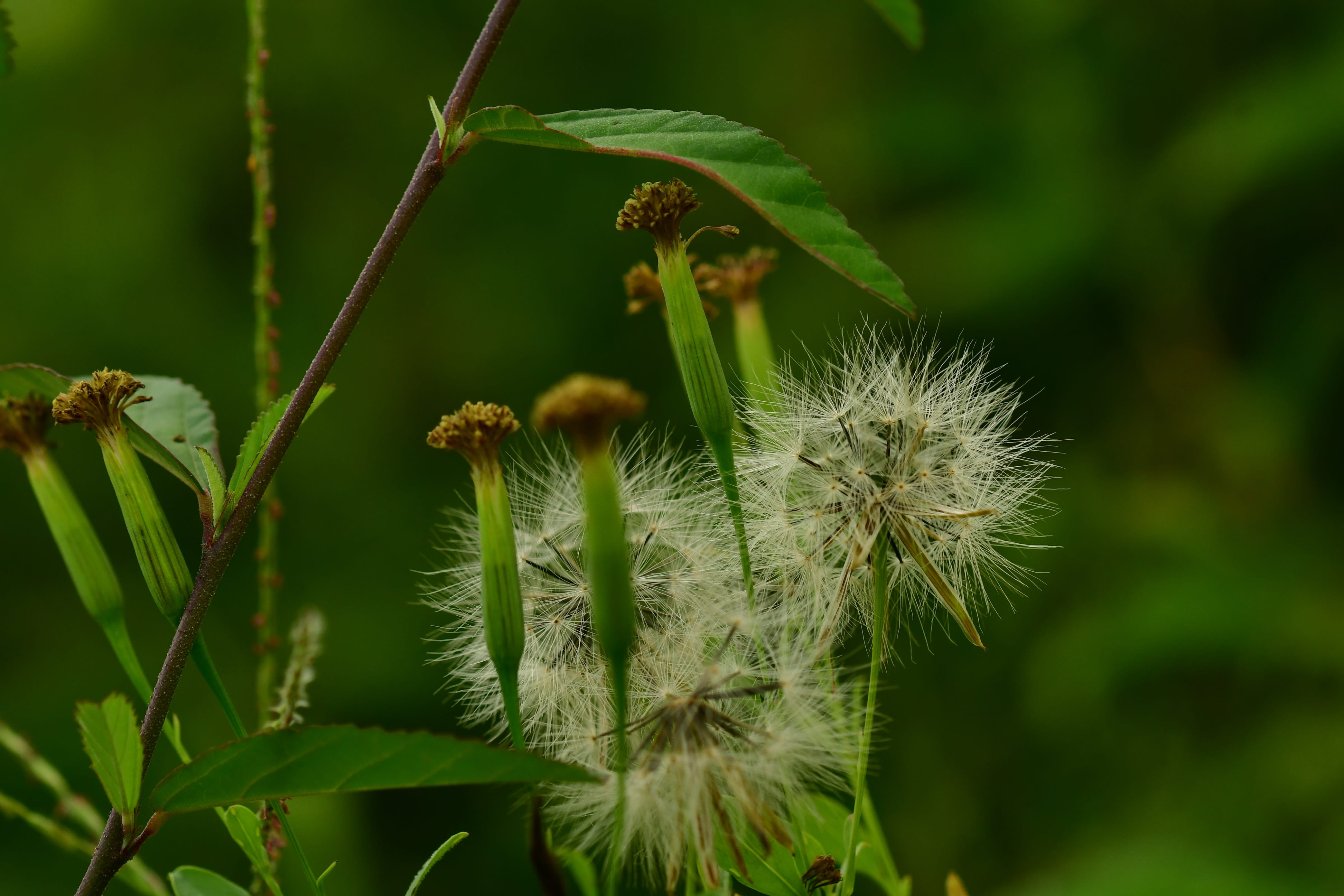 no people, seeds, fluffy, tranquility, spiky, beauty in nature, green color, flower, focus on foreground, blossom, vulnerability, plant, day, dandelion seed, HD Wallpaper