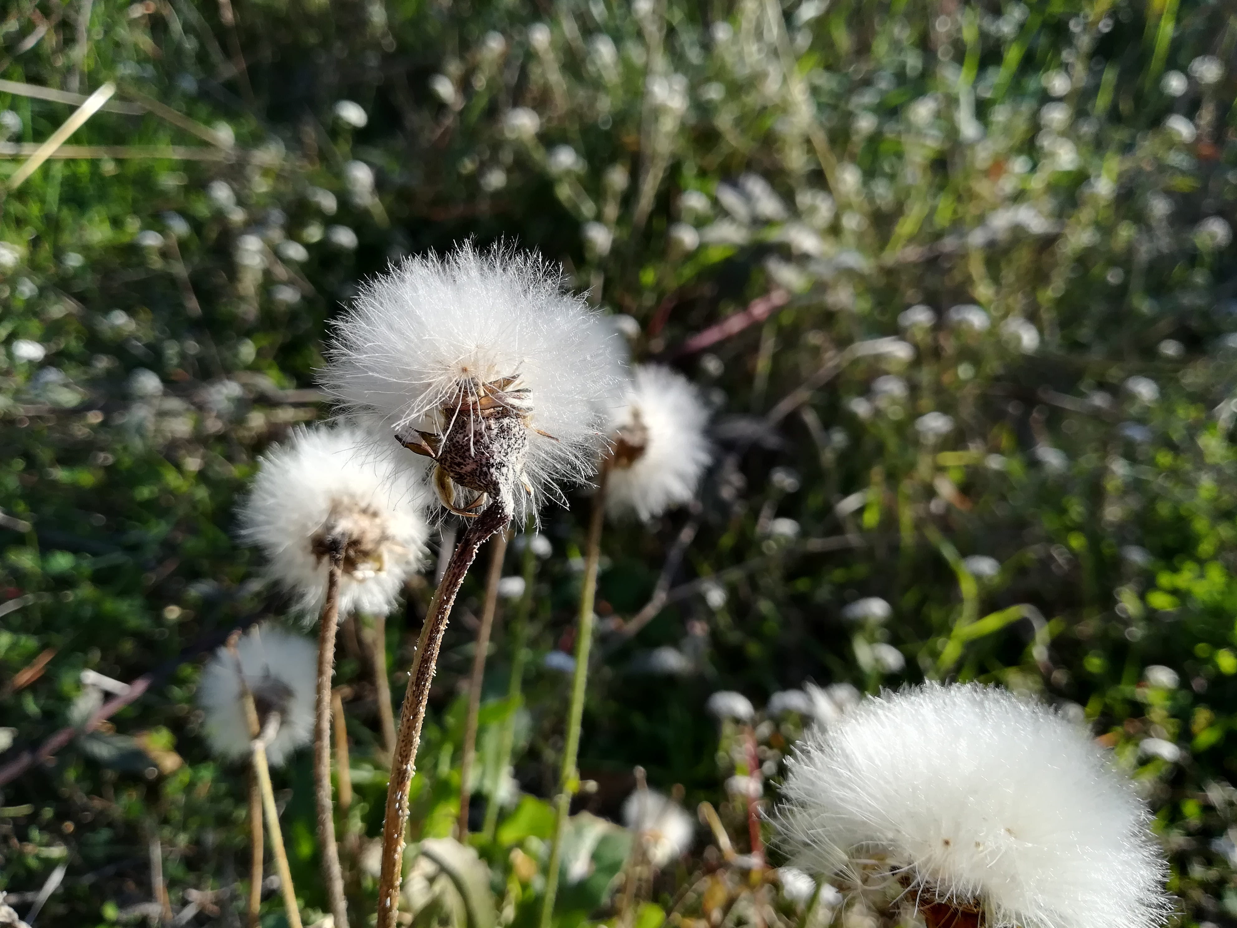 close-up, flowers, outdoors, angelitos, white color, day, land, autumn, angels flying, freshness, seed, vulnerability, no people, dandelion seed, cottony, HD Wallpaper