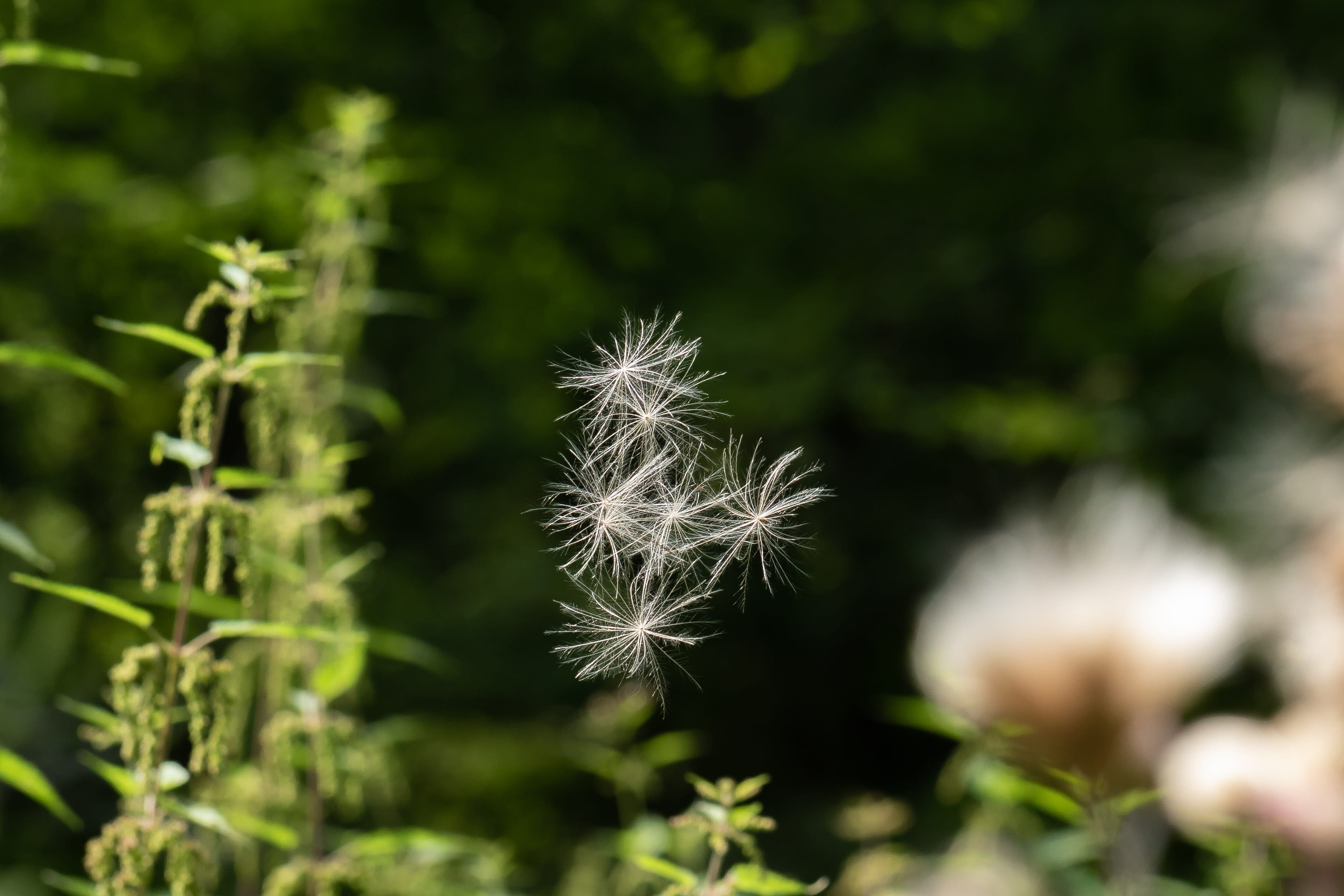 flower, tranquility, land, flight, dandelion seed, beauty in nature, seeds, sunlight, green color, plant stem, thistle, nature, elegant, flying, flowering plant, HD Wallpaper