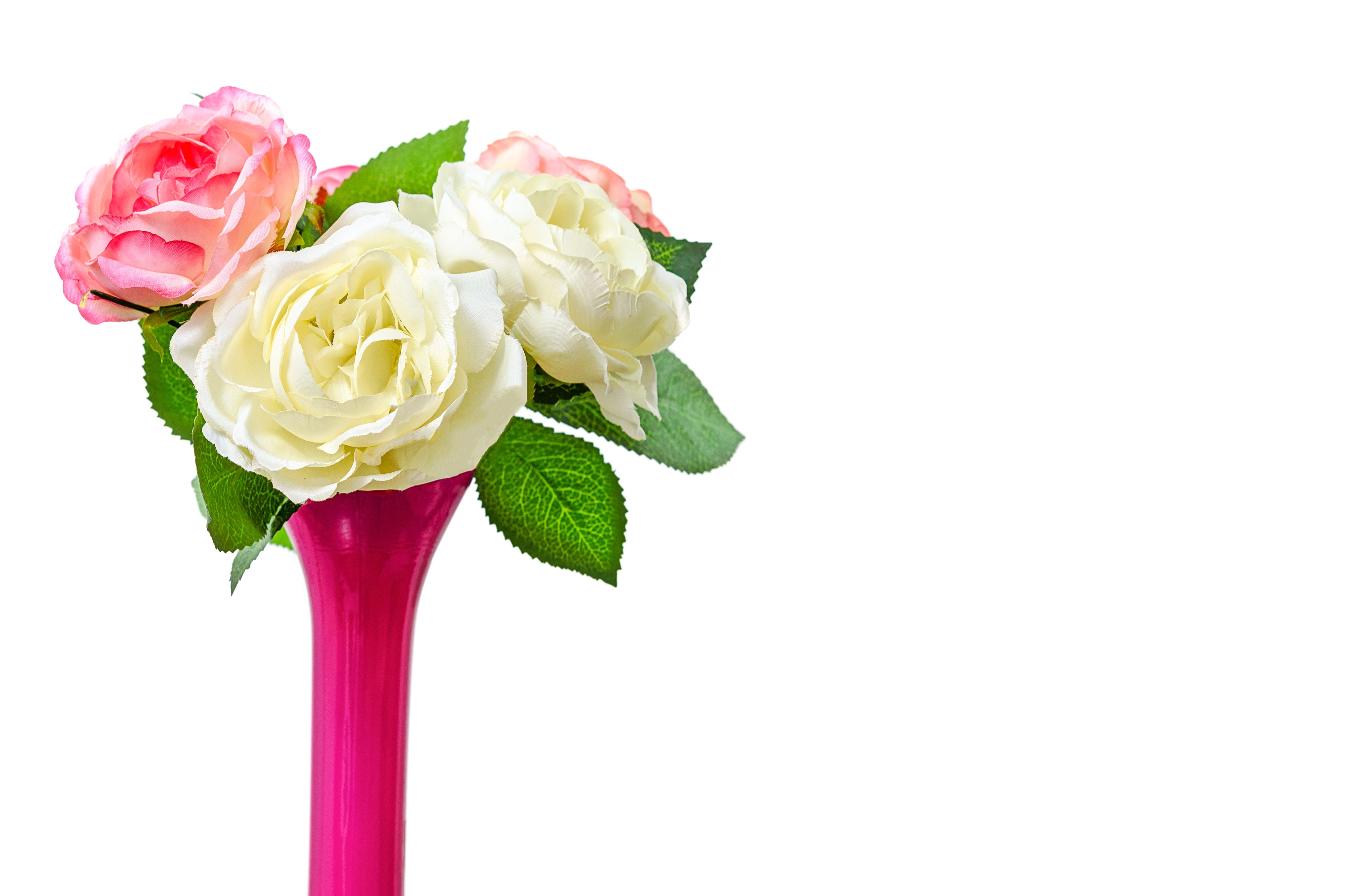 bouquet, inflorescence, romantic, indoors, życzeniowa card, white background, greeting card, vulnerability, cut out, beauty in nature, gift, pink color, HD Wallpaper