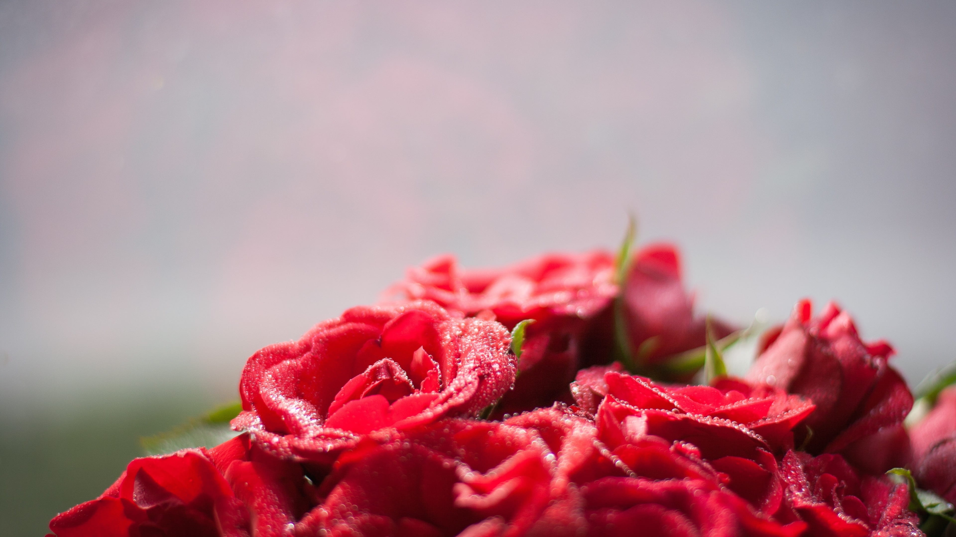 blooming roses, scenery, freshness, inflorescence, food, love, night marriage, dining table, flower head, red rose, rose - flower, background picture, studio shot, HD Wallpaper