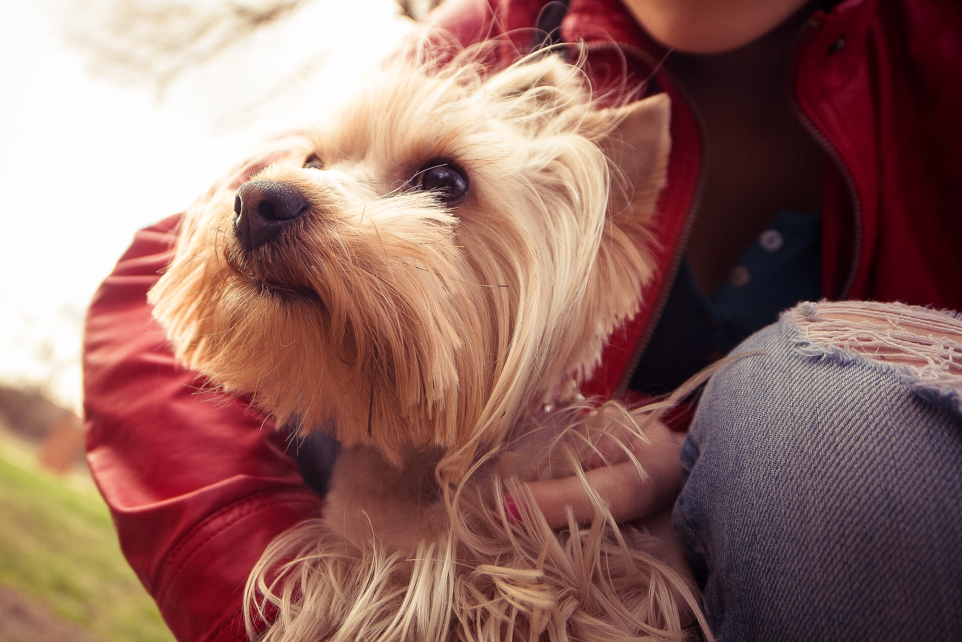 one animal, relaxation, lifestyles, cheerful, Portrait, animal themes, adult, sitting, animal, focus on foreground, close-up, vertebrate, pet owner, cute, HD Wallpaper