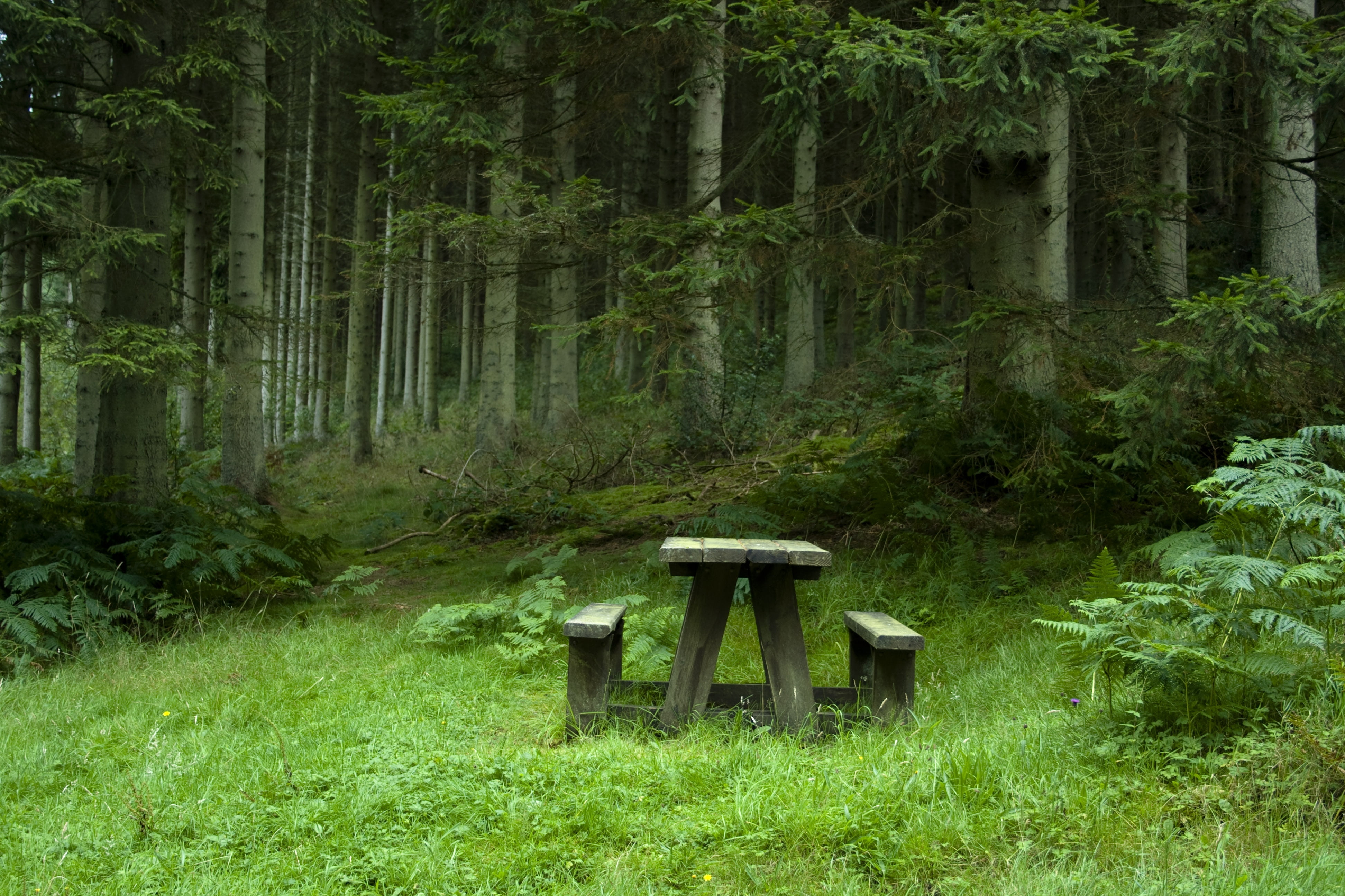 seat, chair, benches, green Color, brown, rural Scene, no People, meadow, outdoors, land, woodland, day, wood - Material, park - Man Made Space, table, HD Wallpaper