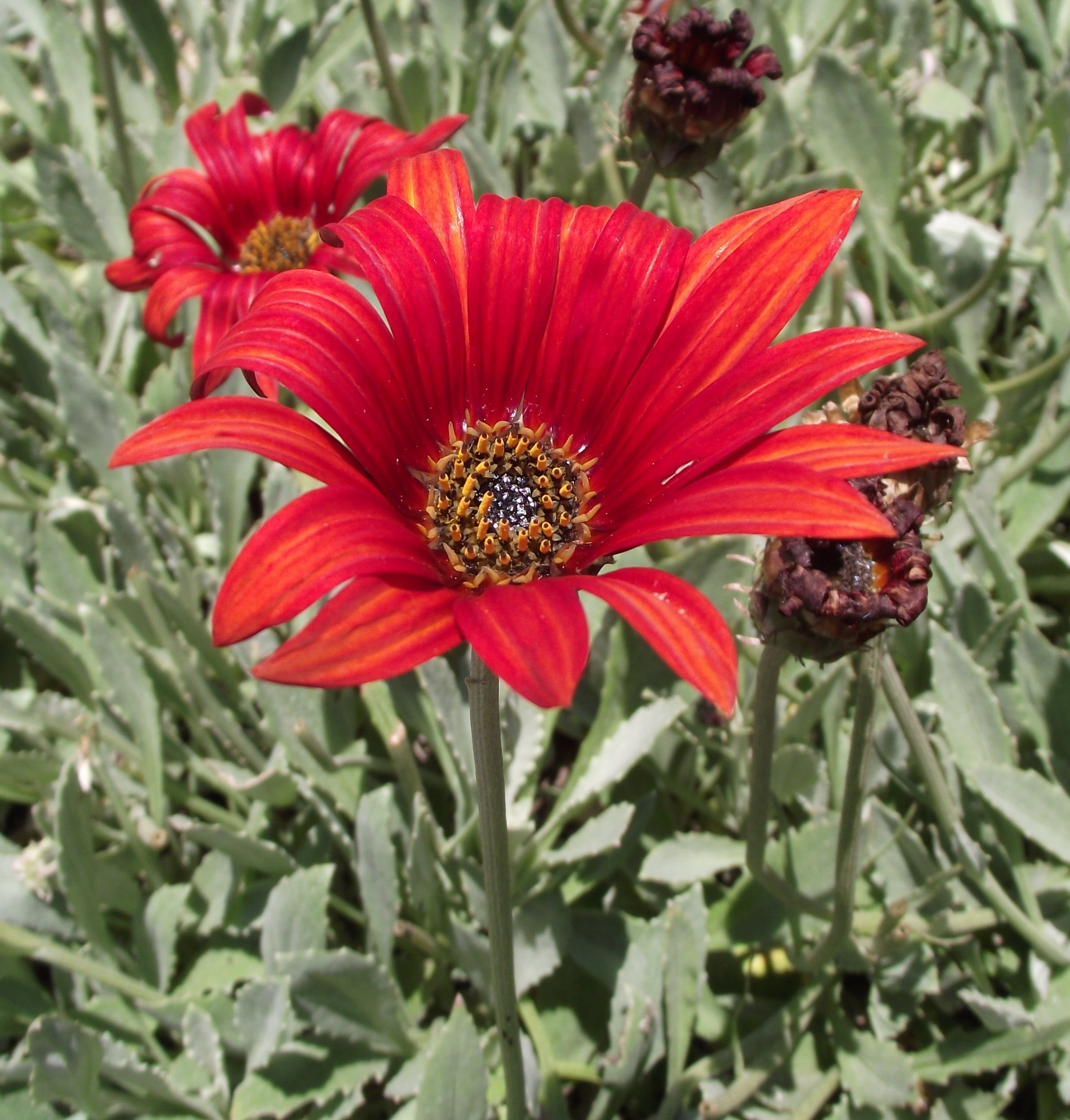 daisy, pollen, vulnerability, focus on foreground, sunspot, pollination, flower, beauty in nature, asteraceae, fragility, outdoors, park, 1080P, day, african, Phone HD Wallpaper