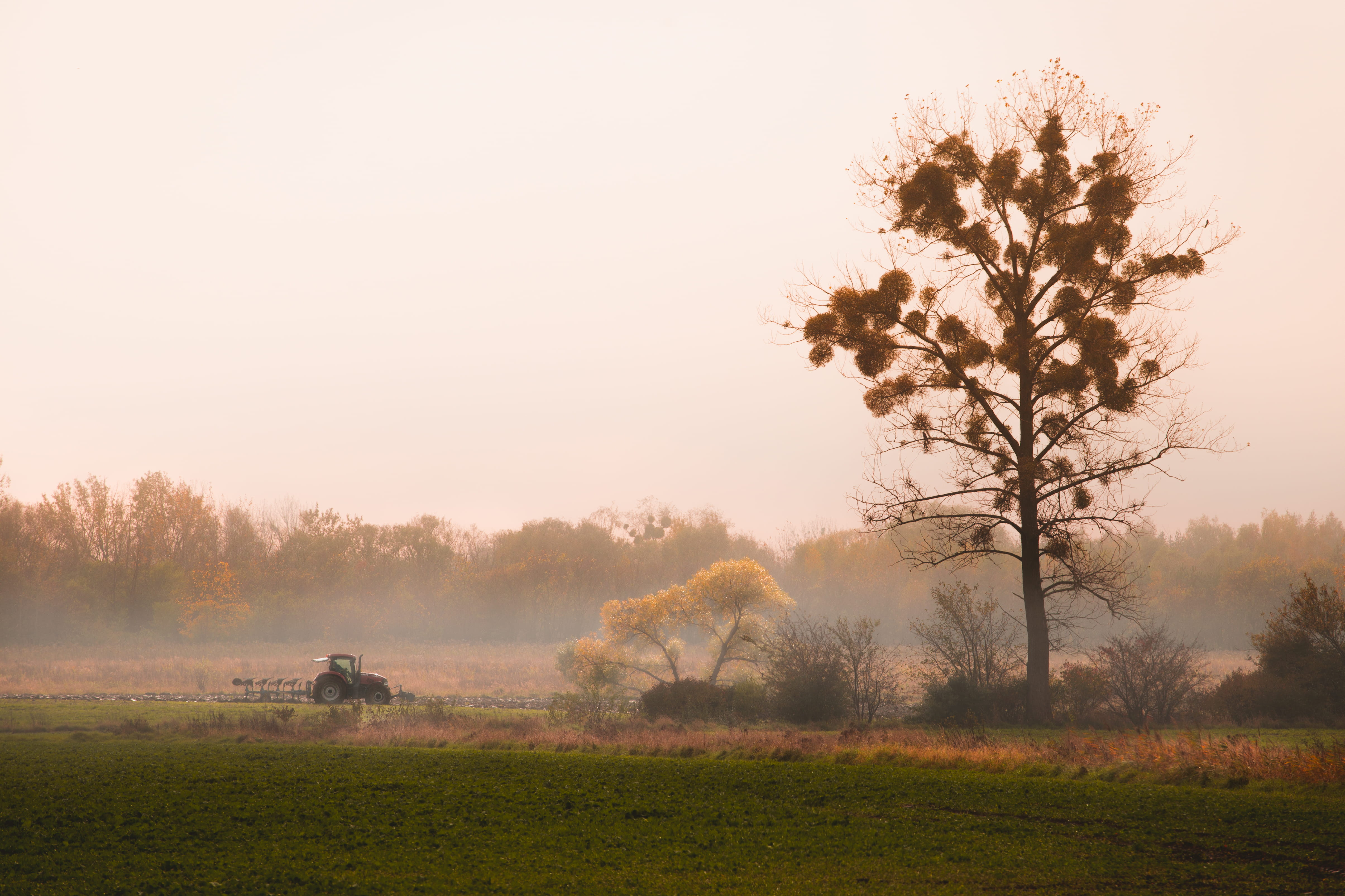 tree, beauty in nature, morning, sunrise, scenics - nature, field, trees, foggy, grass, agro, growth, outdoors, forest, agriculture, nature, non-urban scene, HD Wallpaper