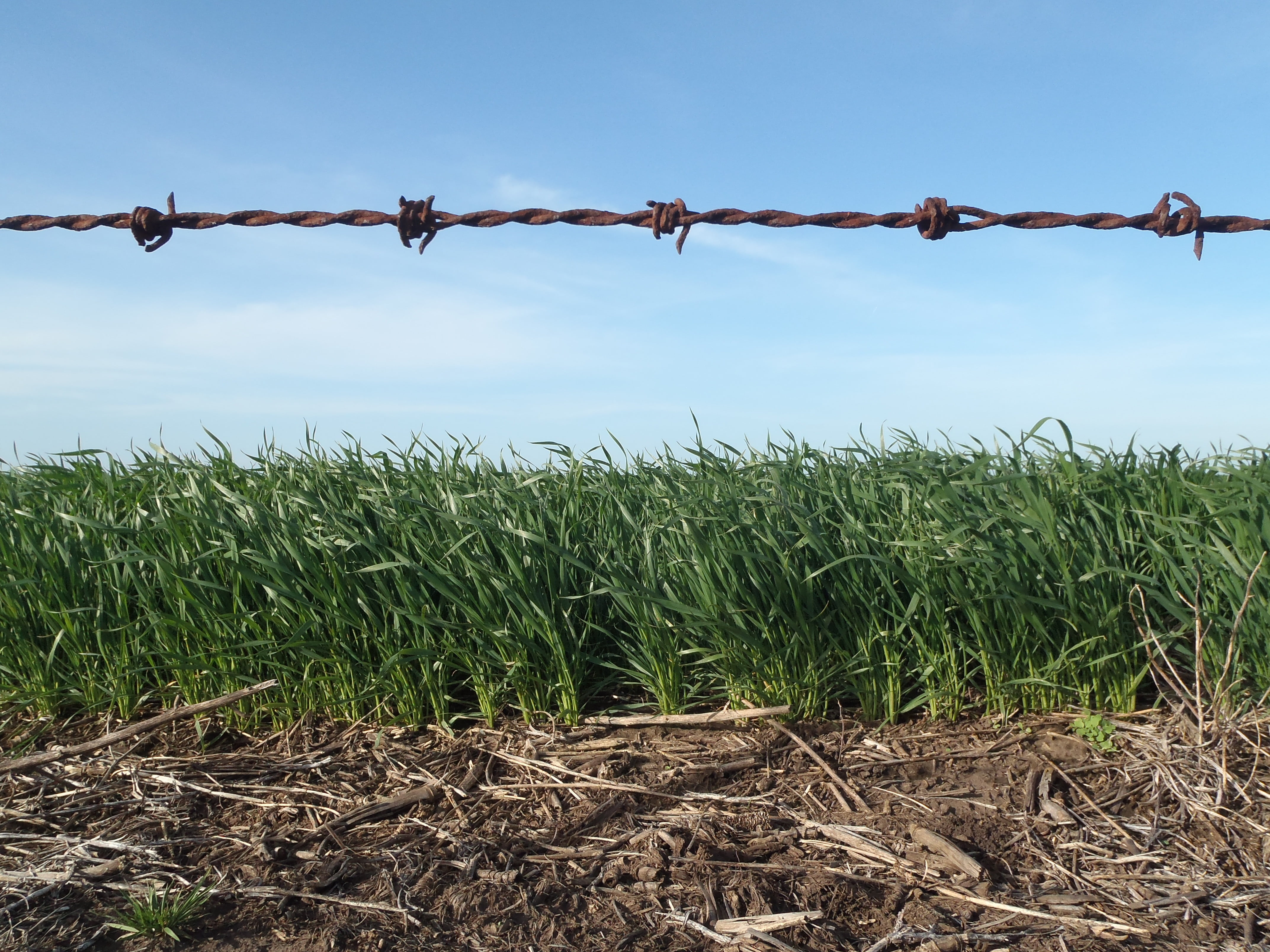 necochea, barbed wire, barley, wire an electric, nature, barbed, harvest, plant, protection, day, land, safety, no people, agriculture, rural scene, growth, HD Wallpaper