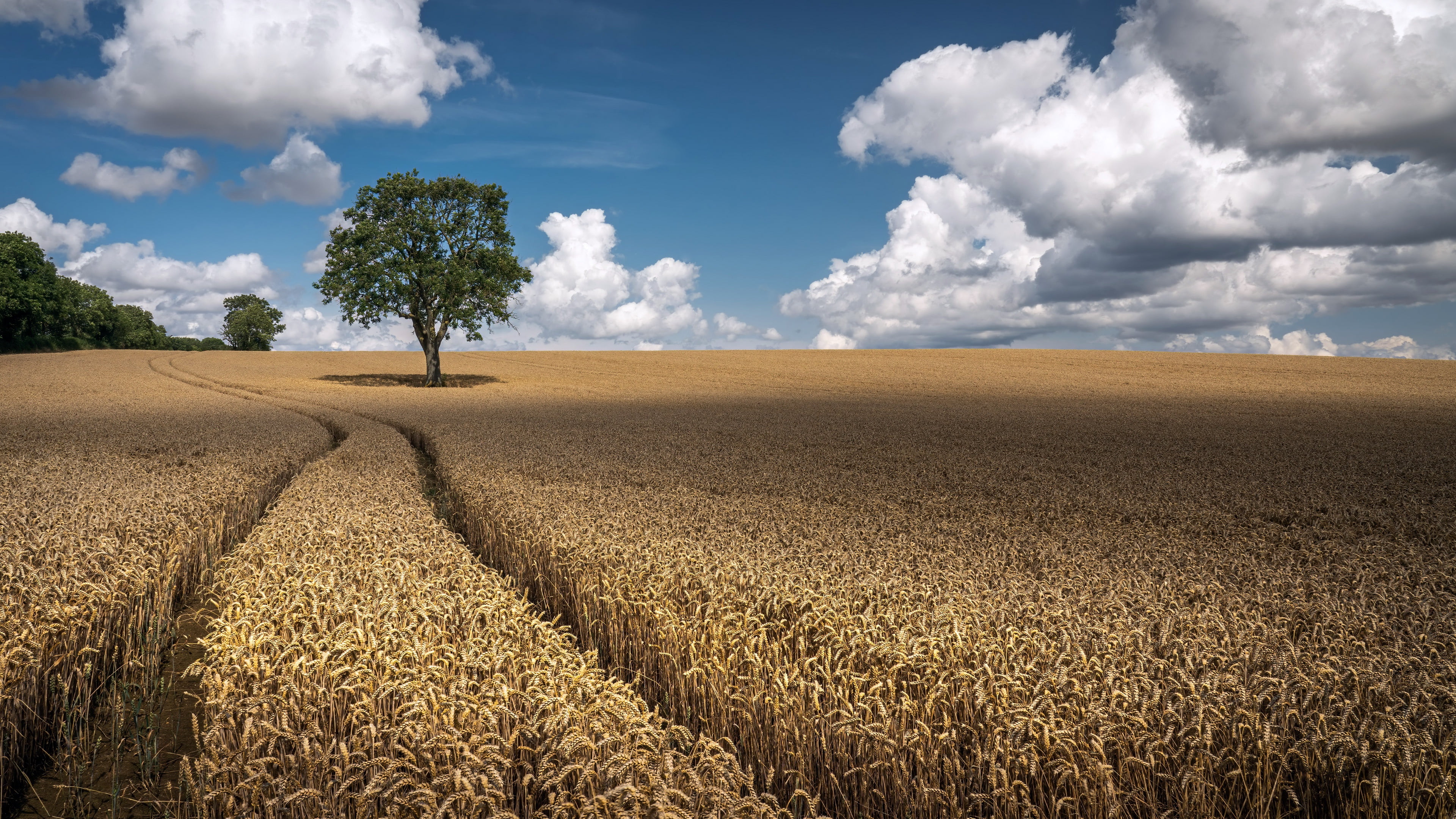 Agro (Plants), outdoors, plants, 4K, clouds, sky, field, HD Wallpaper