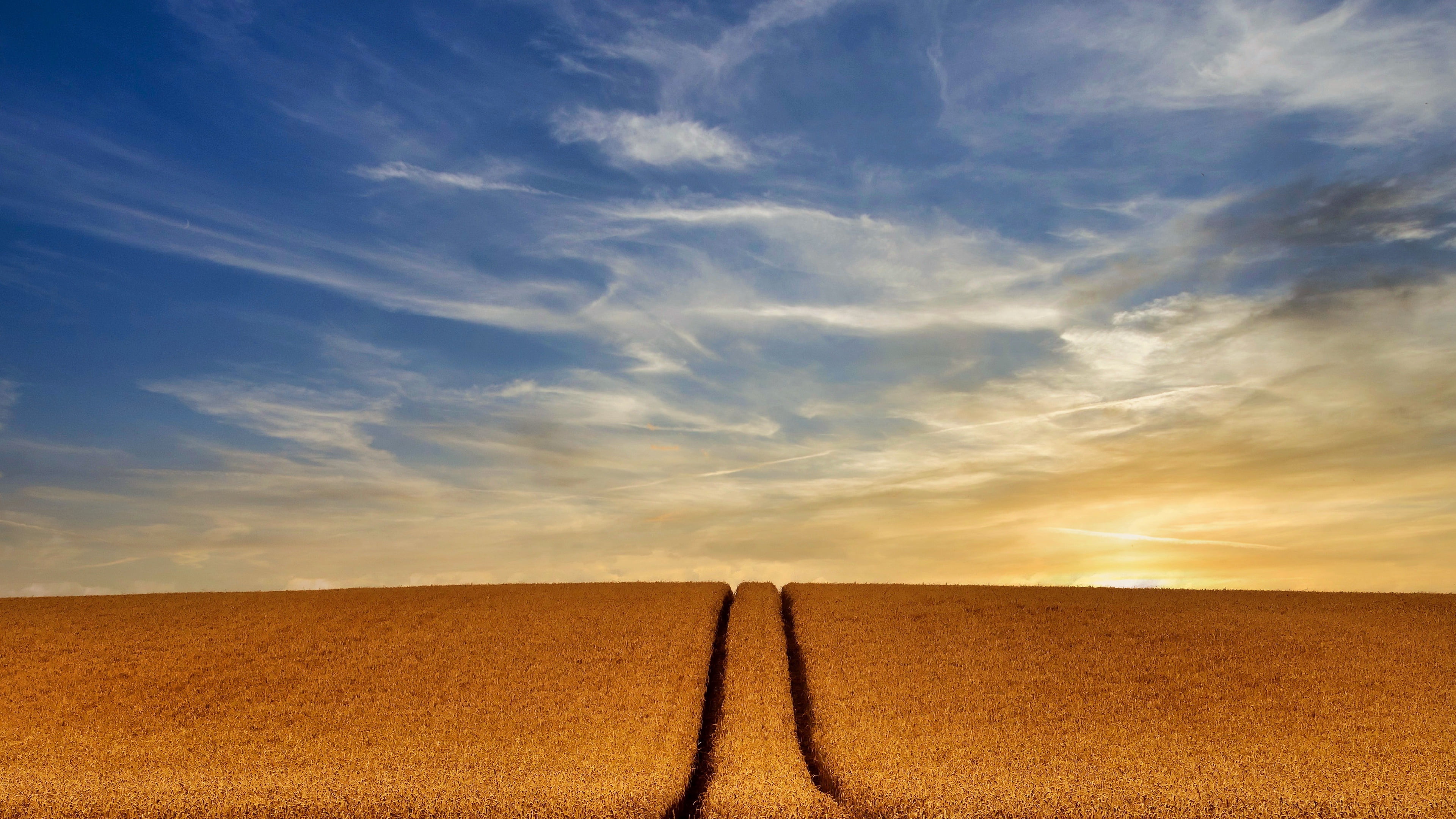 outdoors, field, sky, plants, 4K, landscape, sunlight, Agro (Plants), HD Wallpaper