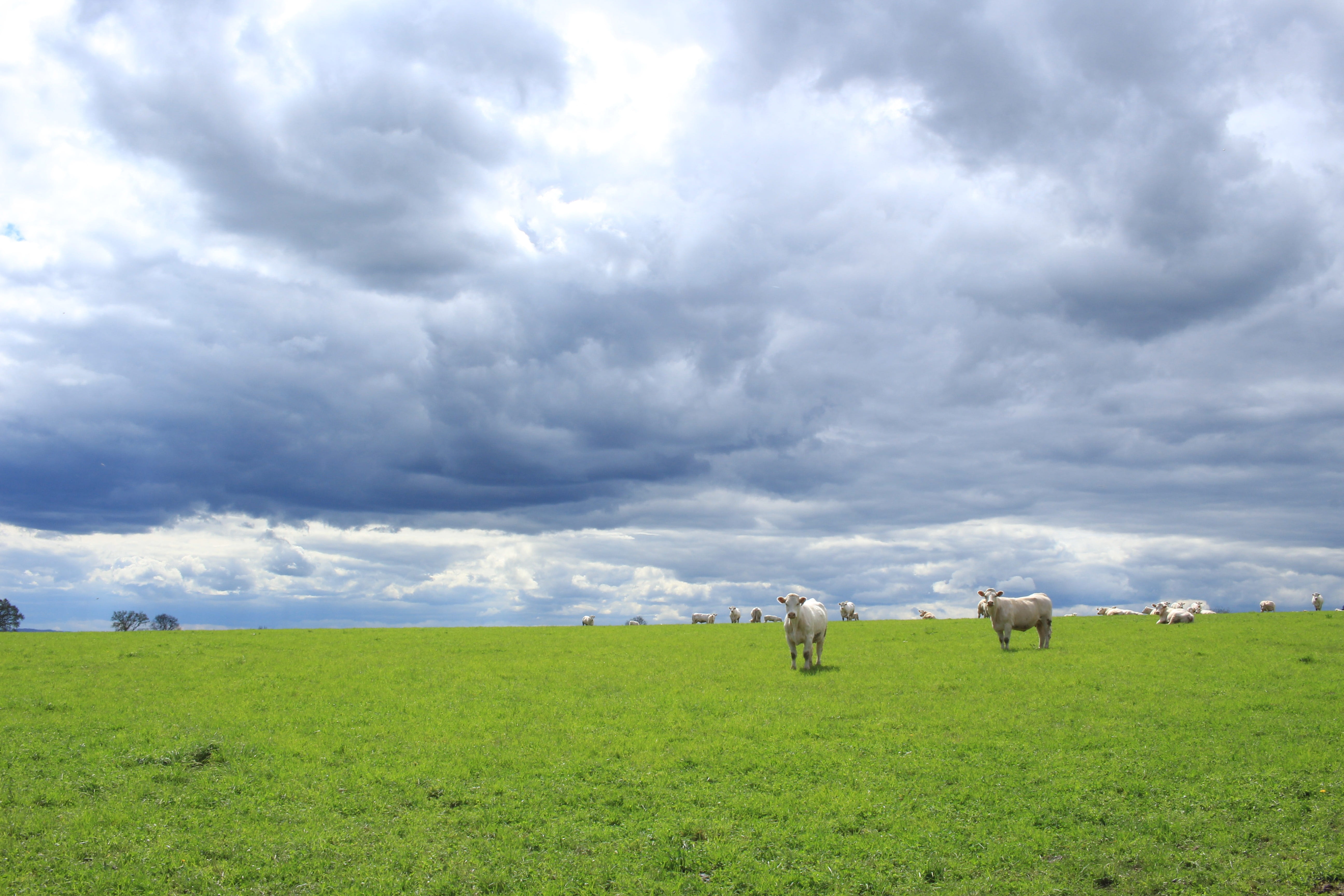 lawn, cattle, cloud, sky, agro-industry, cloud - sky, green, daytime, herbivorous, grass, no people, 5K, landscape, domestic animals, green color, plant, HD Wallpaper