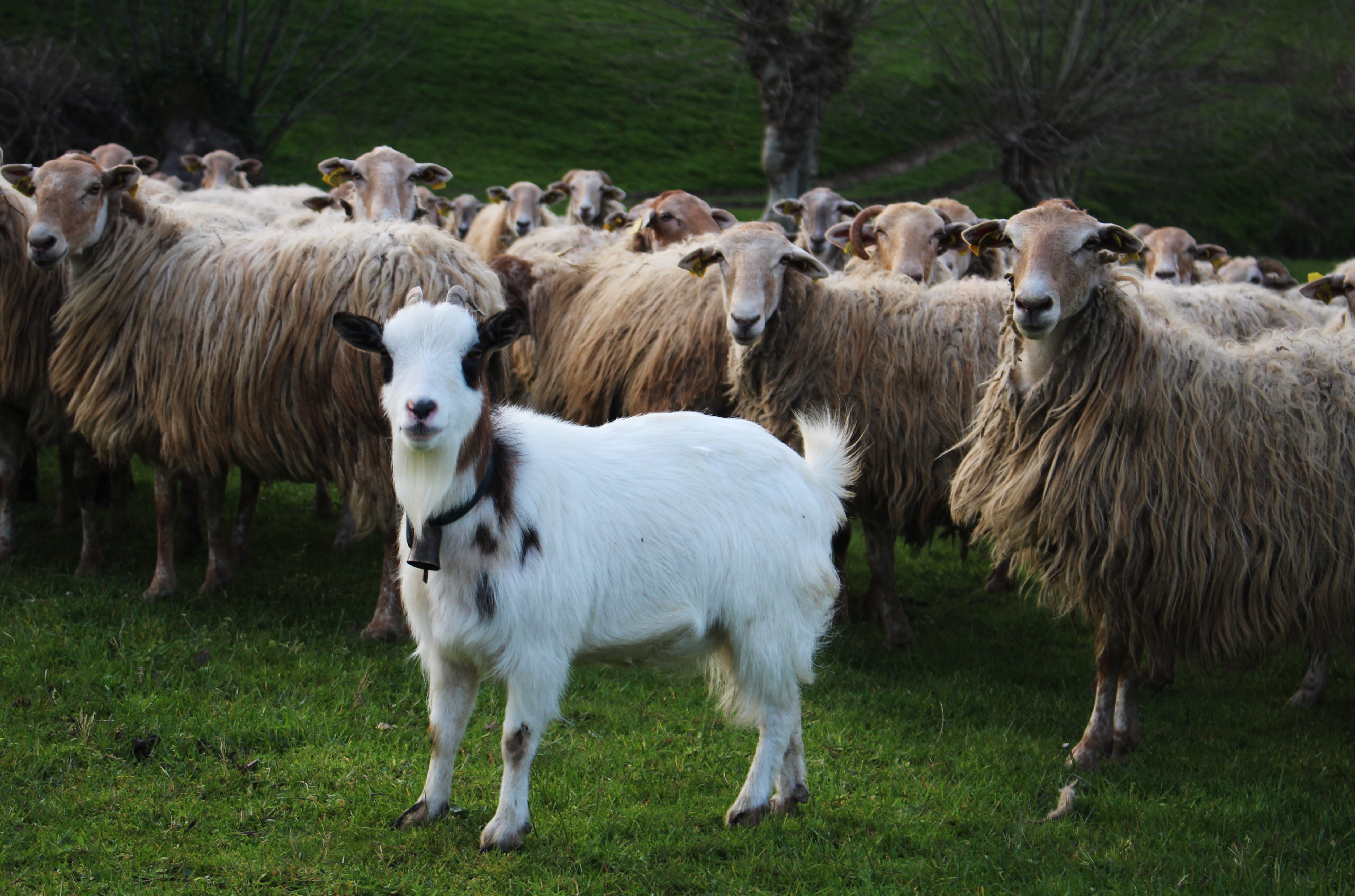 mammal, sheep, group of animals, nature, lawn, agro-industry, field, domestic, plant, herbivorous, animal, land, outdoors, standing, vertebrate, basque country, HD Wallpaper