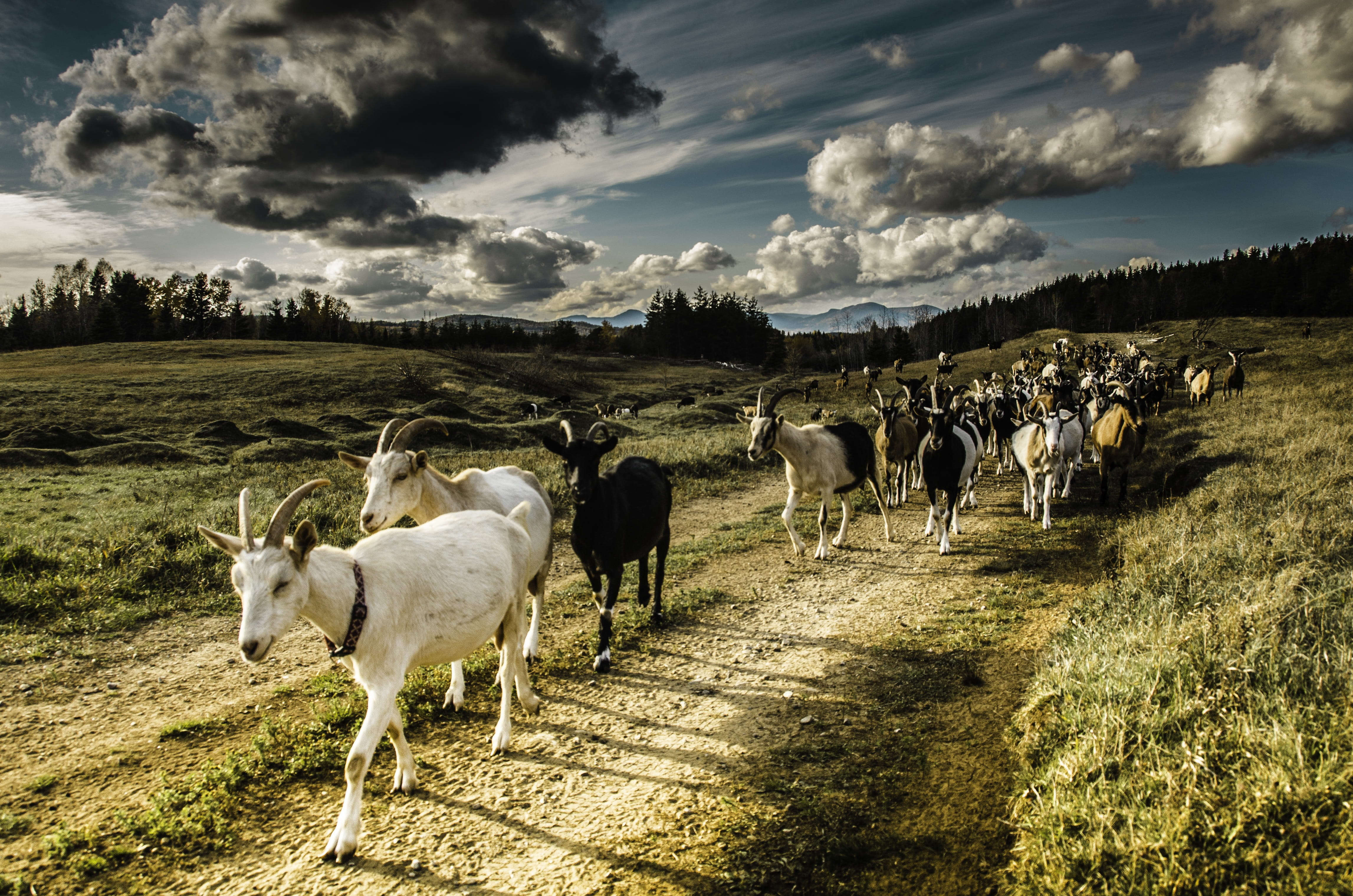outdoors, nature, lawn, grass, pets, prune, animal themes, cloud - sky, domestic, sheep, vertebrate, livestock, field, plant, animal, mammal, environment, HD Wallpaper